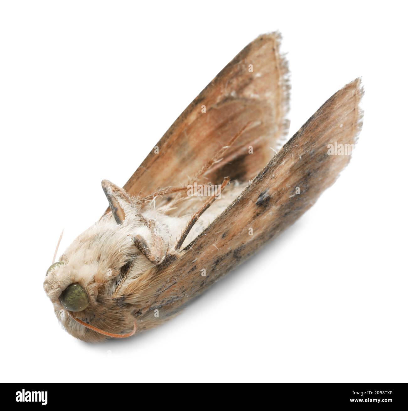 Dead corn earworm moth isolated on white Stock Photo Alamy