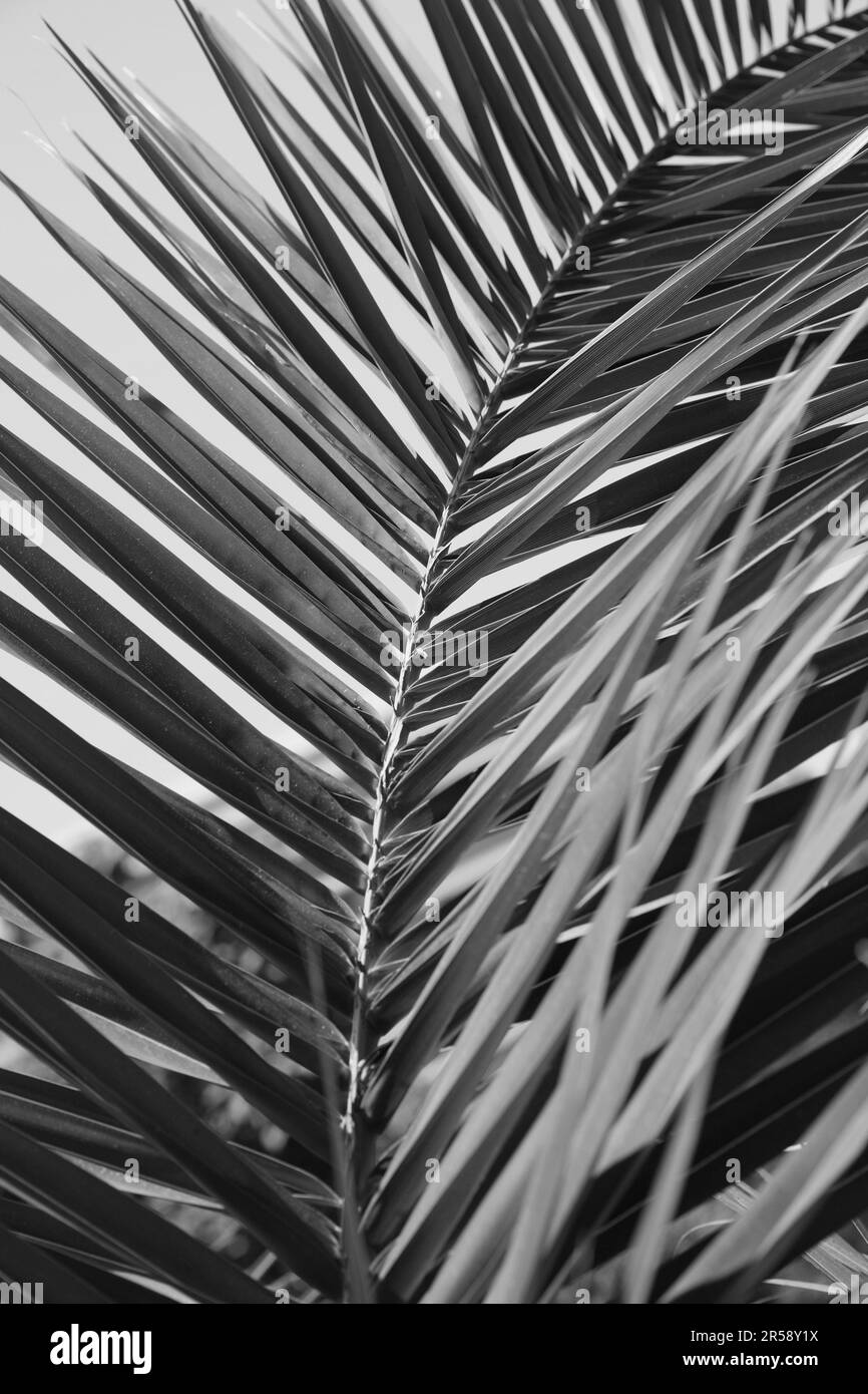 Wild garden effect Black and White Stock Photos & Images - Alamy