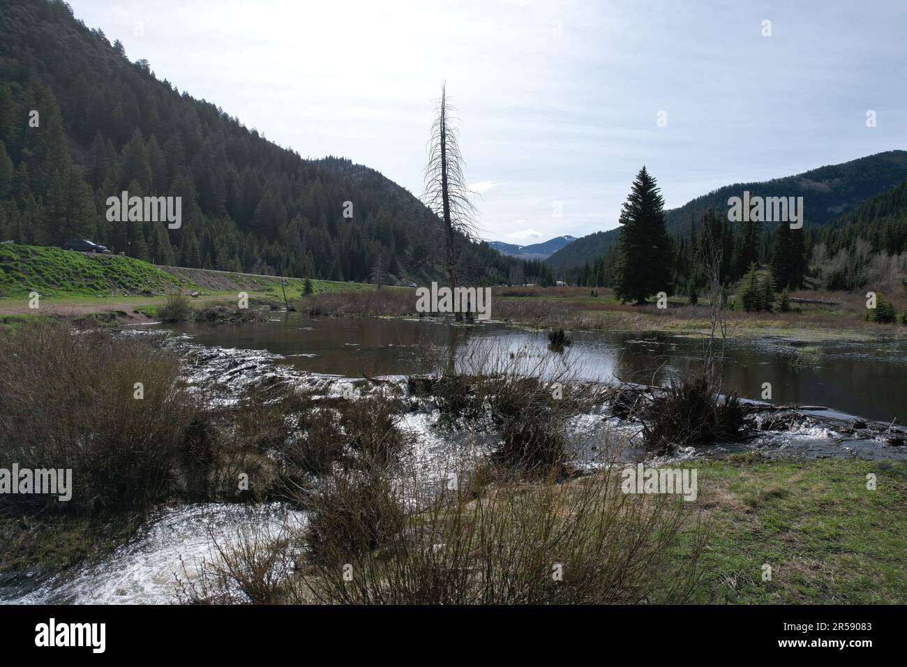 Cottonwood cotton hi-res stock photography and images - Alamy