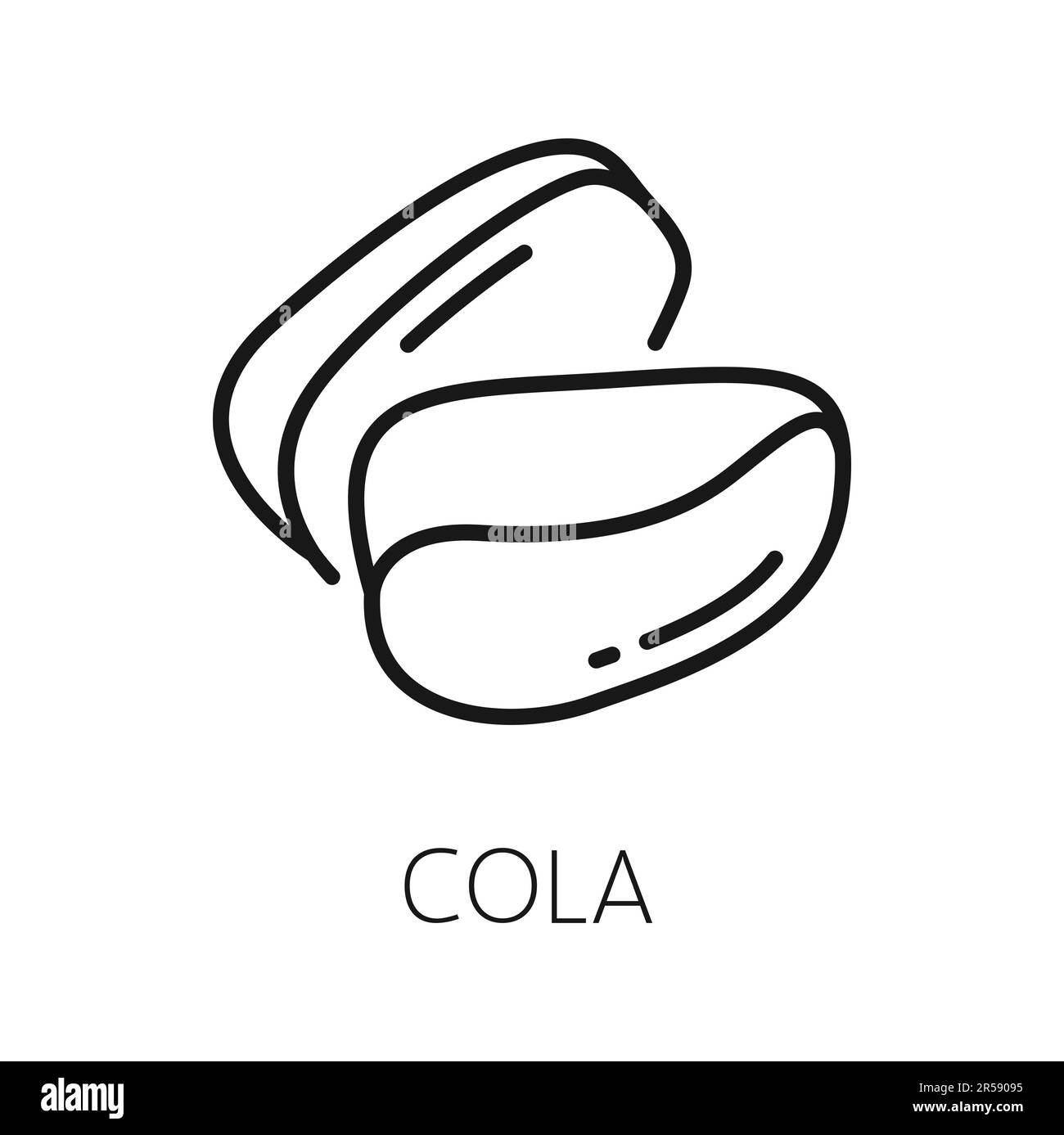 Kola nut fruit isolated outline icon Vector cola nut natural stimulant coke ingredient Kola nut fruit isolated outline icon Vector cola nut natural stimulant coke ingredient