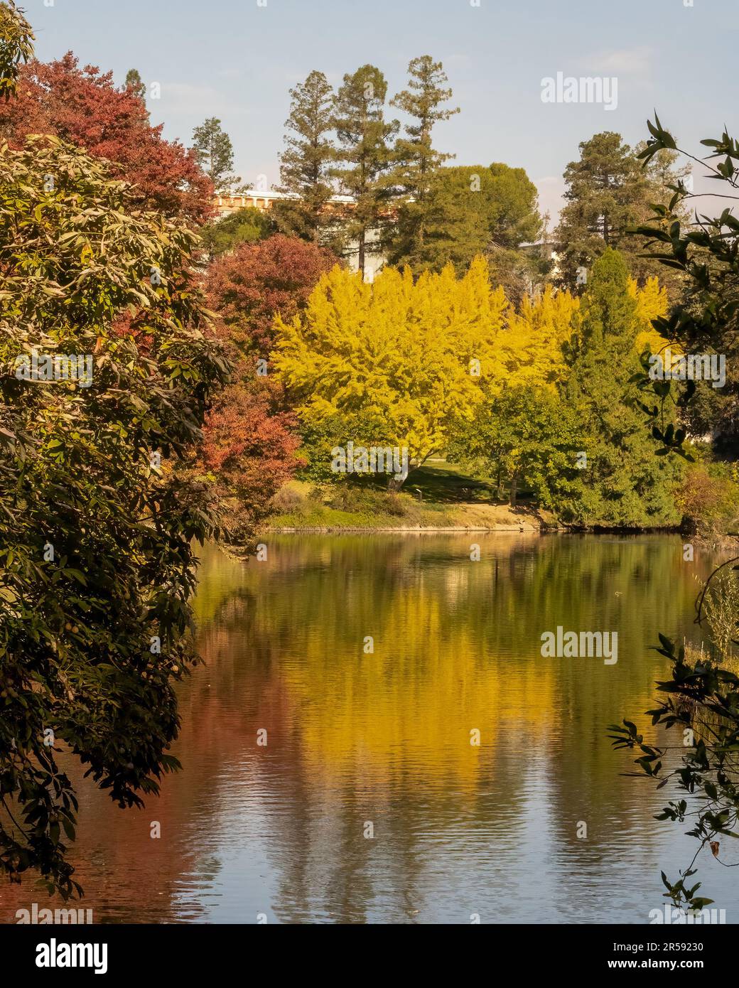 Fall colors at the middle of the UC Davis arboretum over the Spafford Lake, featuring reflections in the water Stock Photo