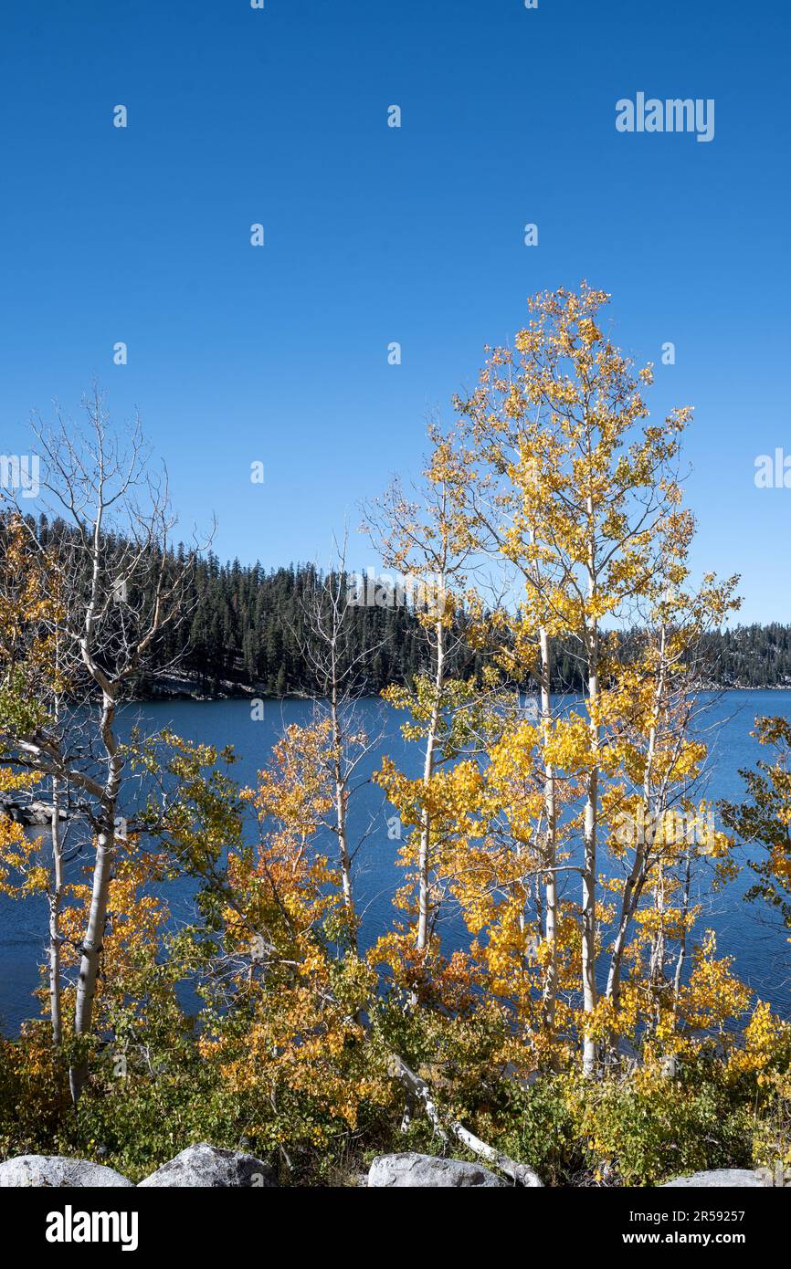 Aspen tree in front of Marlette Lake from the trail that starts at the Spooner lake, a popular Autumn hiking destination for the colorful aspen trees Stock Photo
