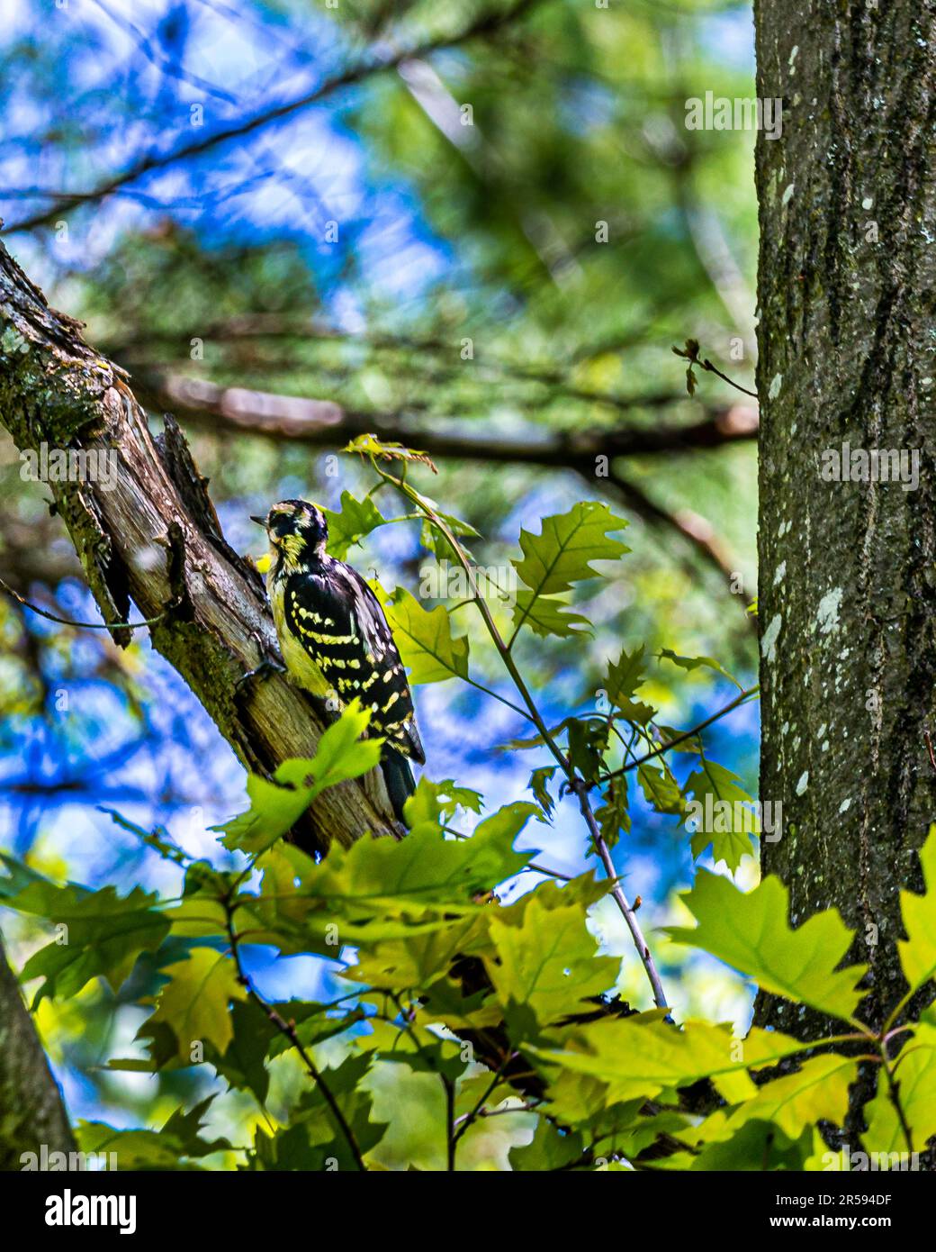 Woodpecker bird. In the Canadian forest, in the bush, I met a woodpecker, a bird that worked hard, making a specific knocking sound around. Stock Photo