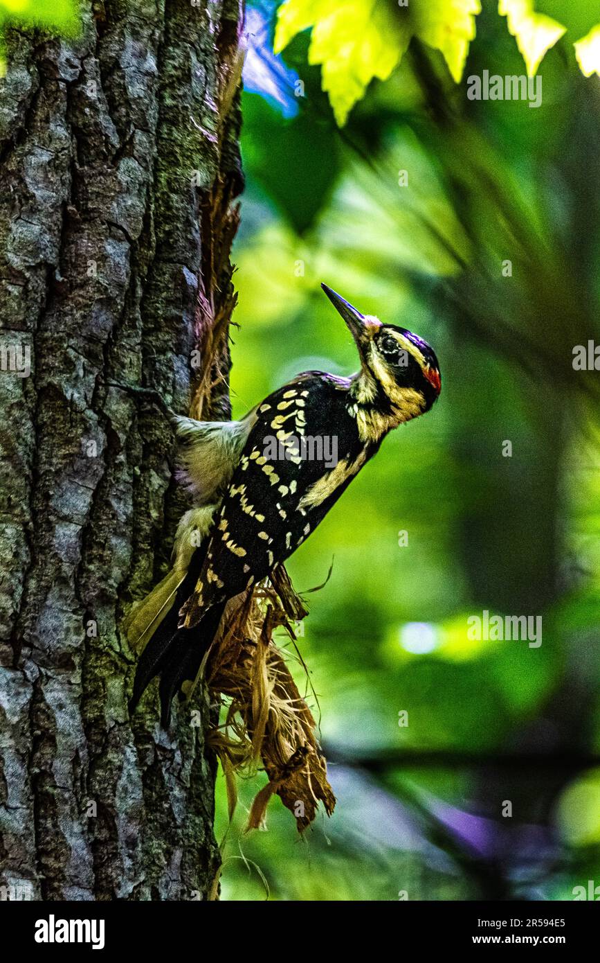 Woodpeckers feed on insects hires stock photography and images Alamy