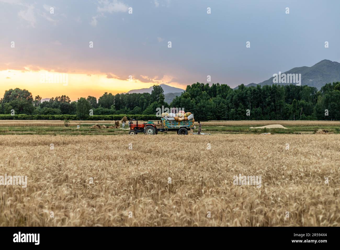 Workers loading wheat straw bundles on tractor trolley in the fields at