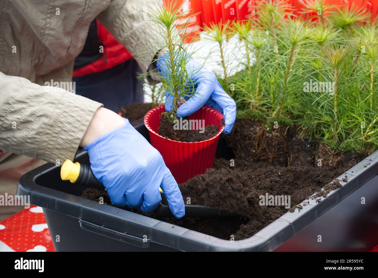 Transfer of containerized pine tree seedlings to biodegradable pot