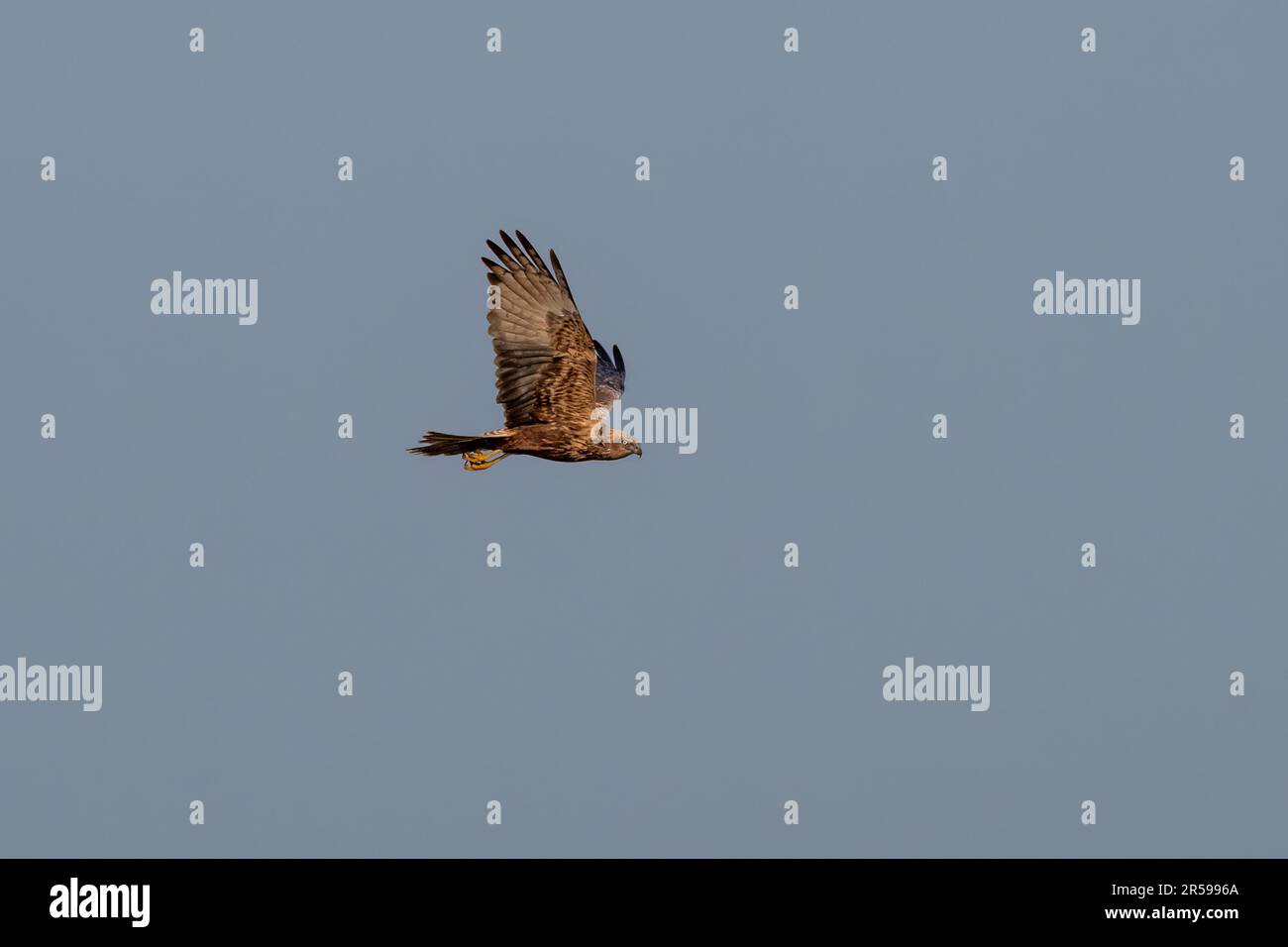 Eastern marsh harrier (Circus spilonotus) observed in Gajoldaba in West ...