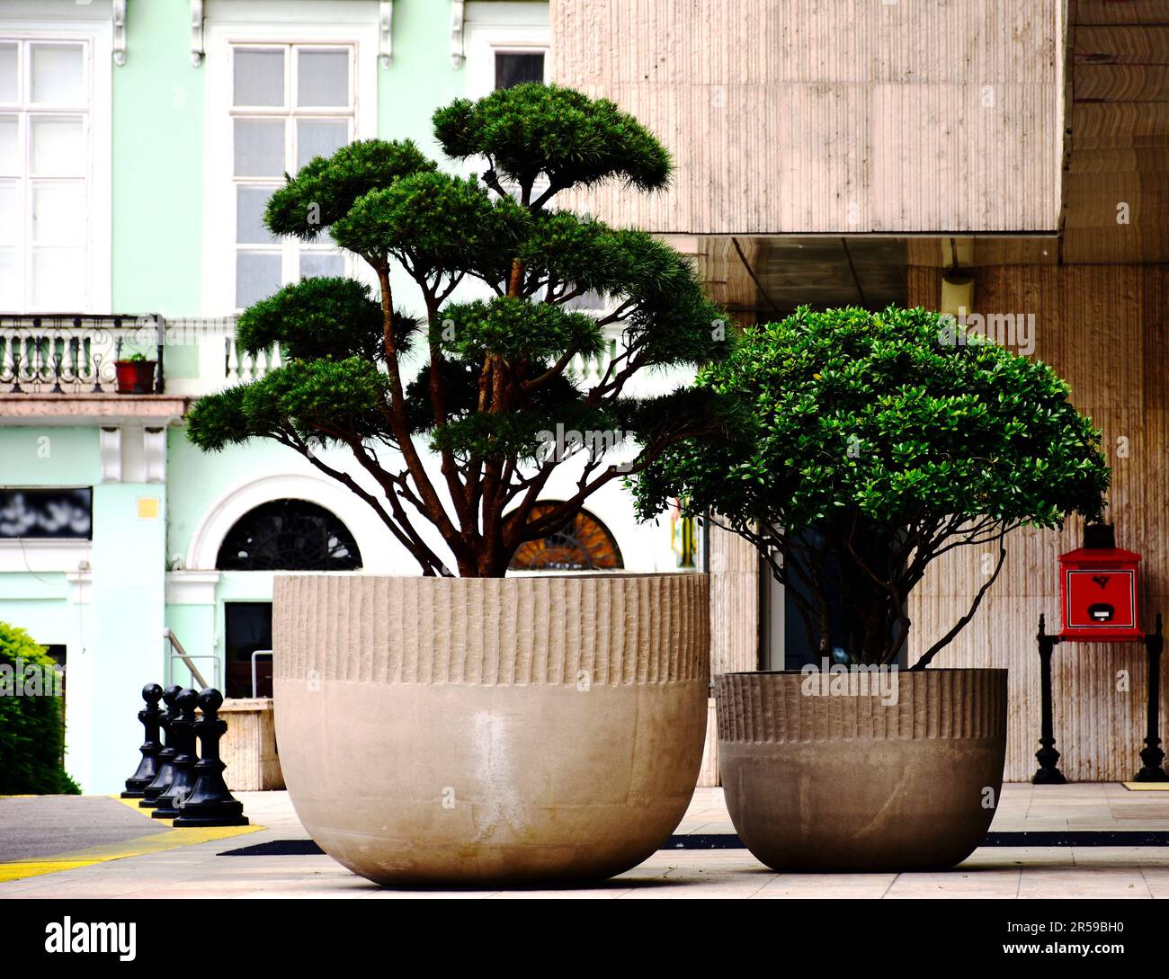 stone planting pots. evergreen trees in urban setting. light green building elevation in the