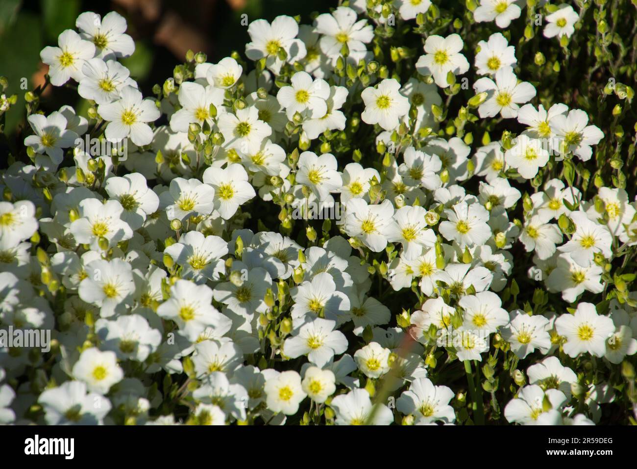 Summer Flowering Bright white Sunrose or Helianthemum grow in the garden area Stock Photo