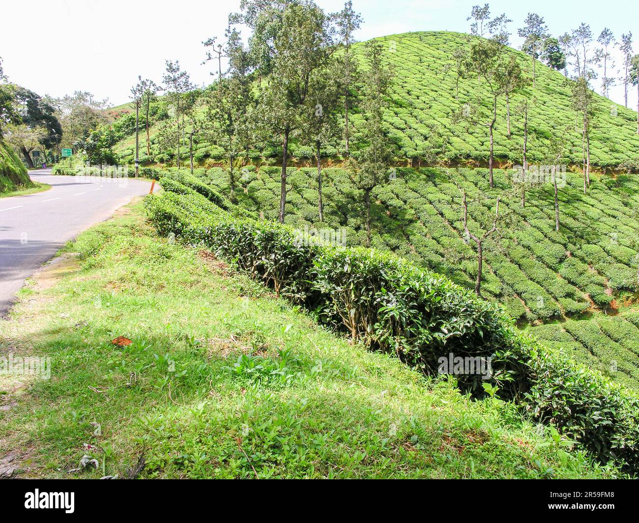 Tea gardens on the misty mountains of Ooty in India Stock Photo Alamy