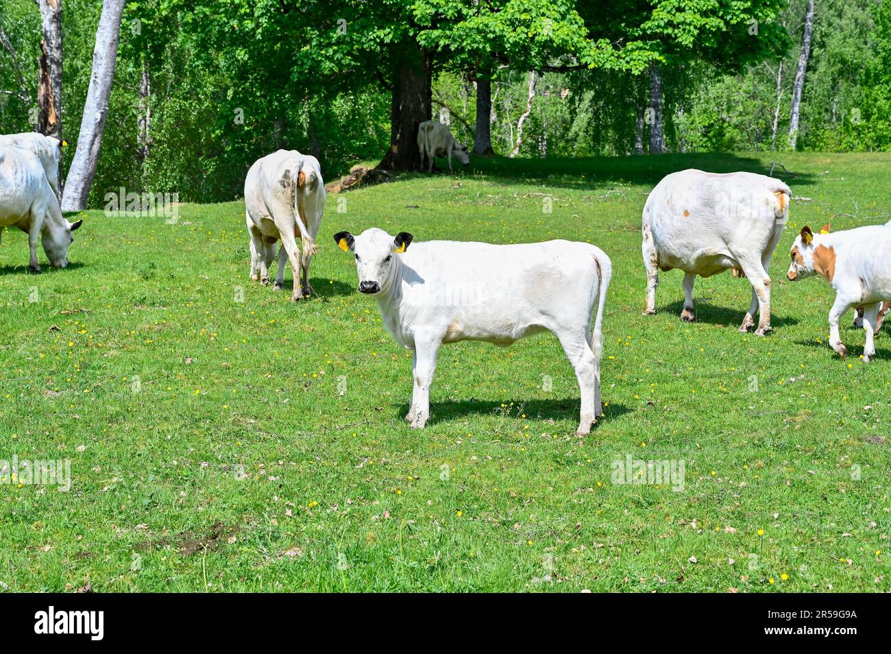 cows and calf standing in green field Stock Photo - Alamy