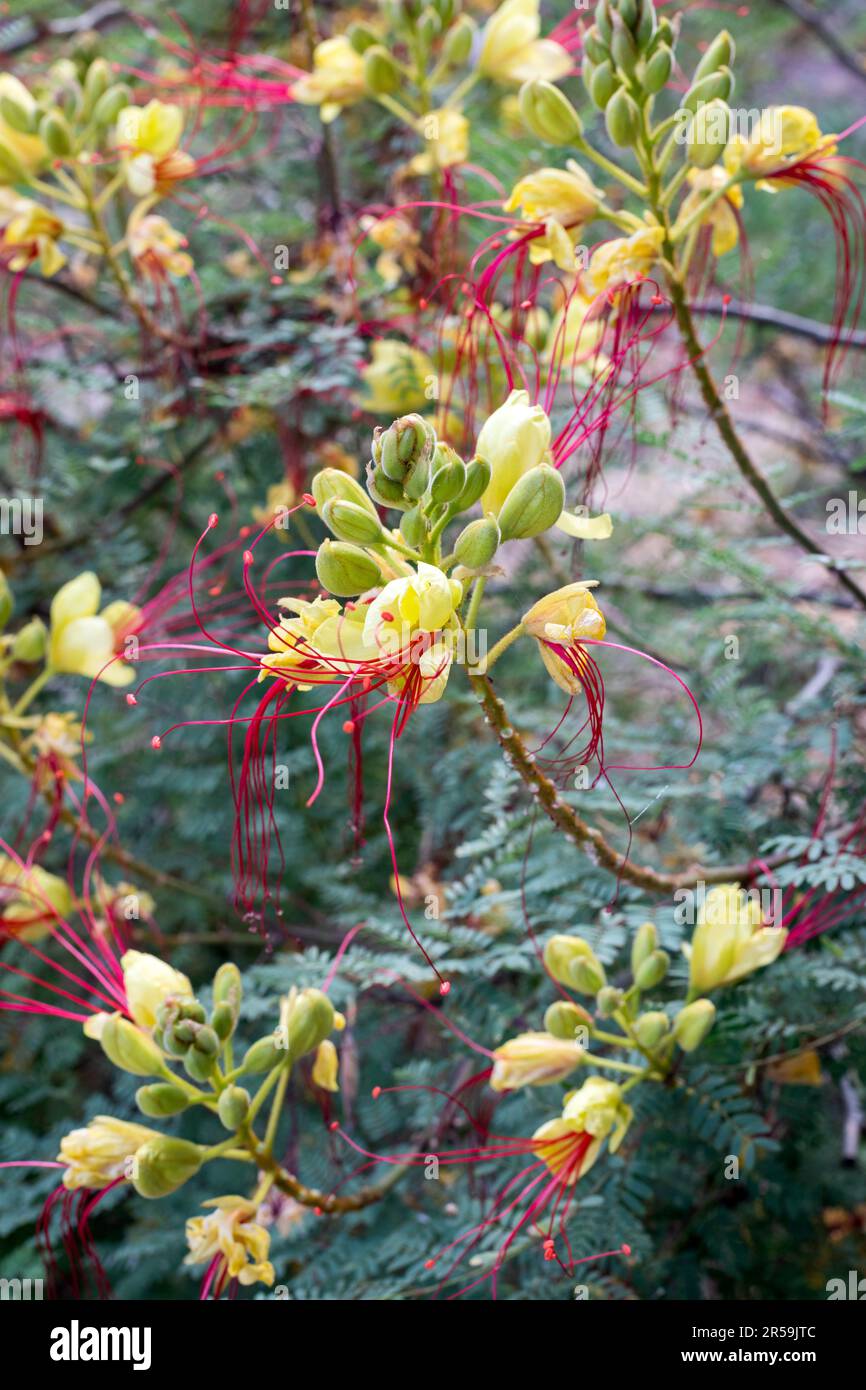 Erythrostemon gilliesii (Bird of paradise) flowers. Legume family shrub