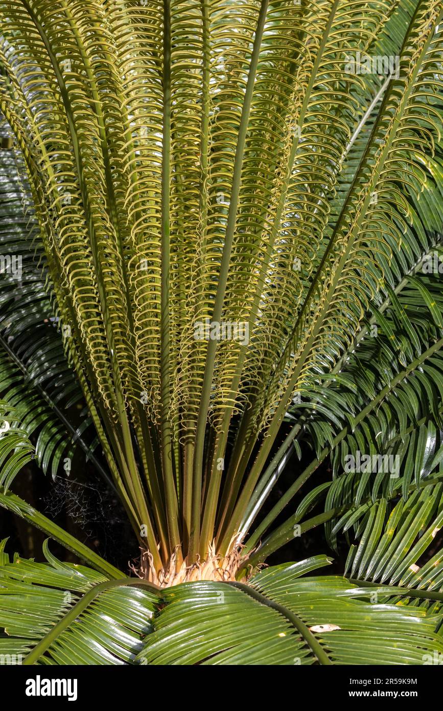 Longolongo Cycad plant from New Caledonia and South West Pacific area Stock Photo