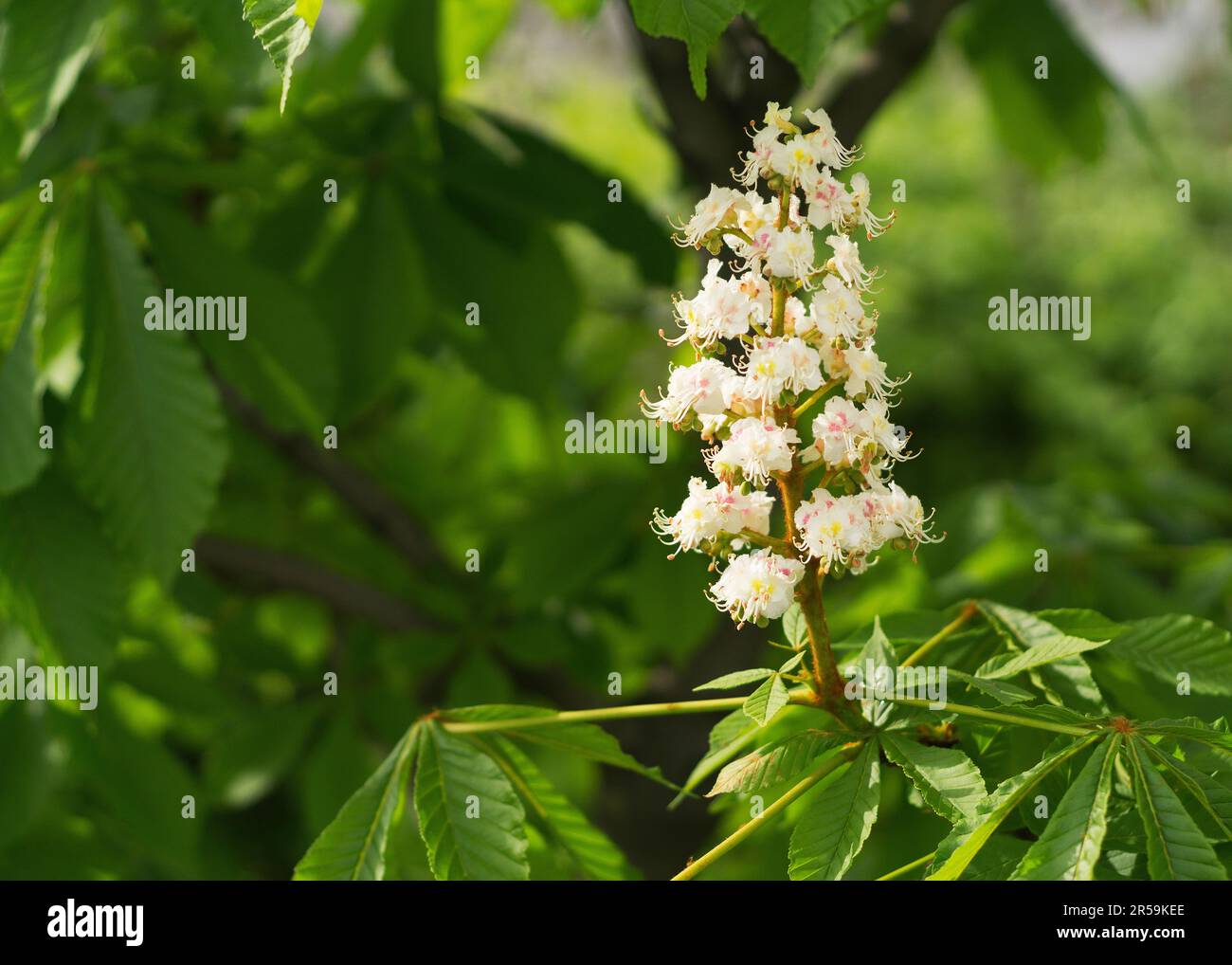Natural horse spring hi-res stock photography and images - Alamy