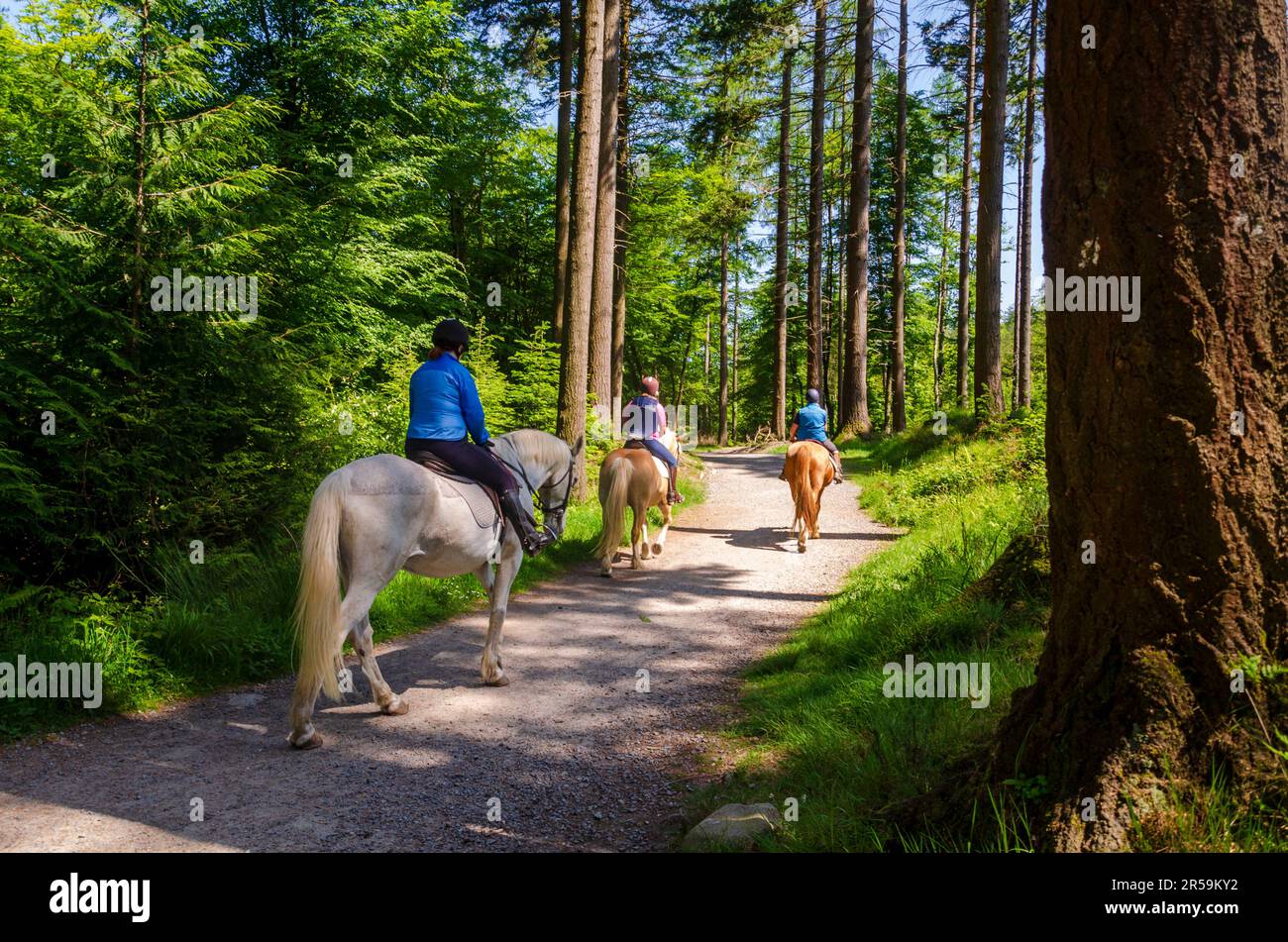 Tollymore forest, County Down, Northern Ireland May 30 2023 -  Three women on horseback in Tollymore forest Stock Photo