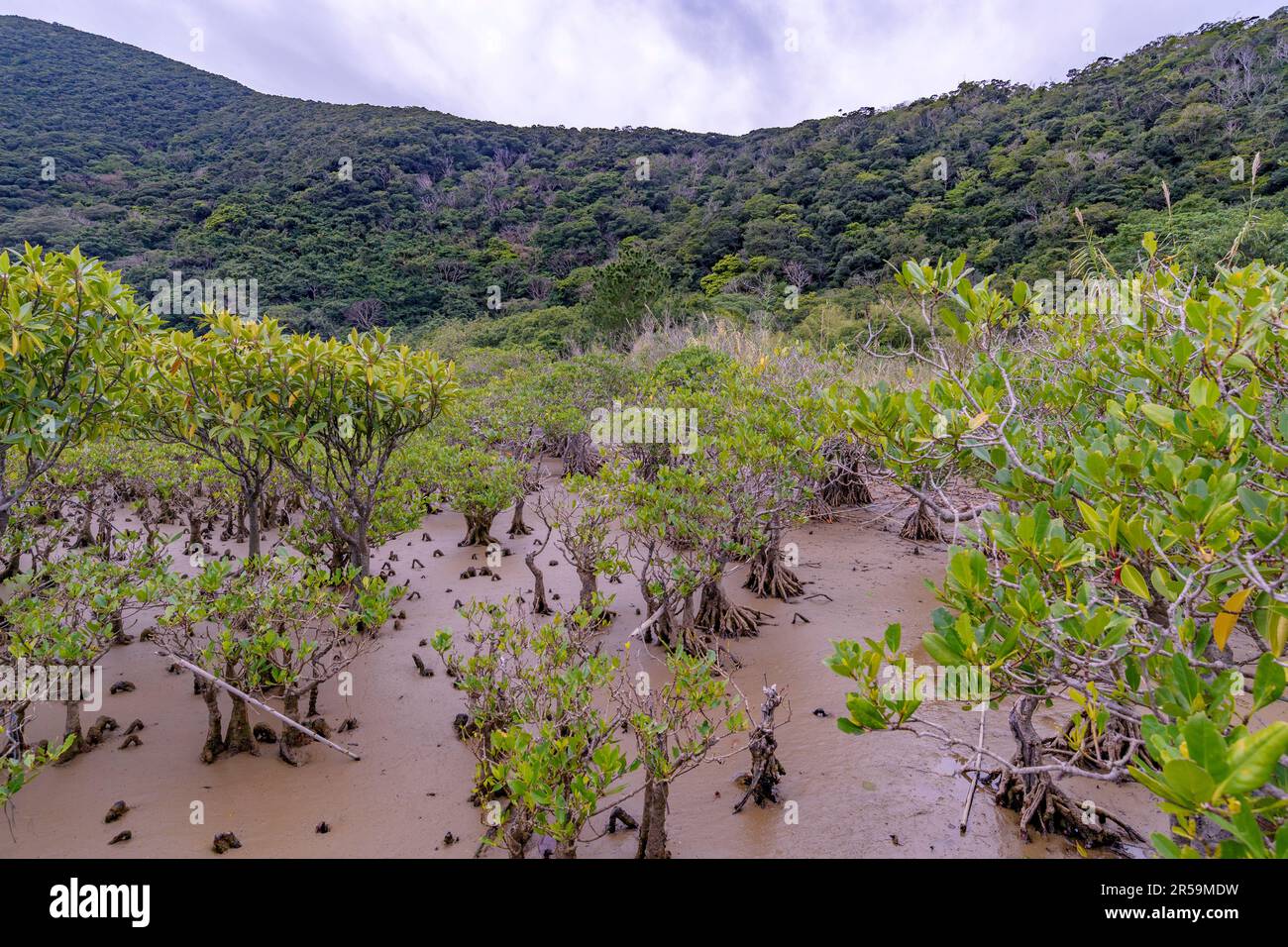 Amami Mangrove Primeval Forest (Amami Island, southern Japan) with two species of mangrove - Kandelia obovata (centre and right) and Large-leafed Oran Stock Photo