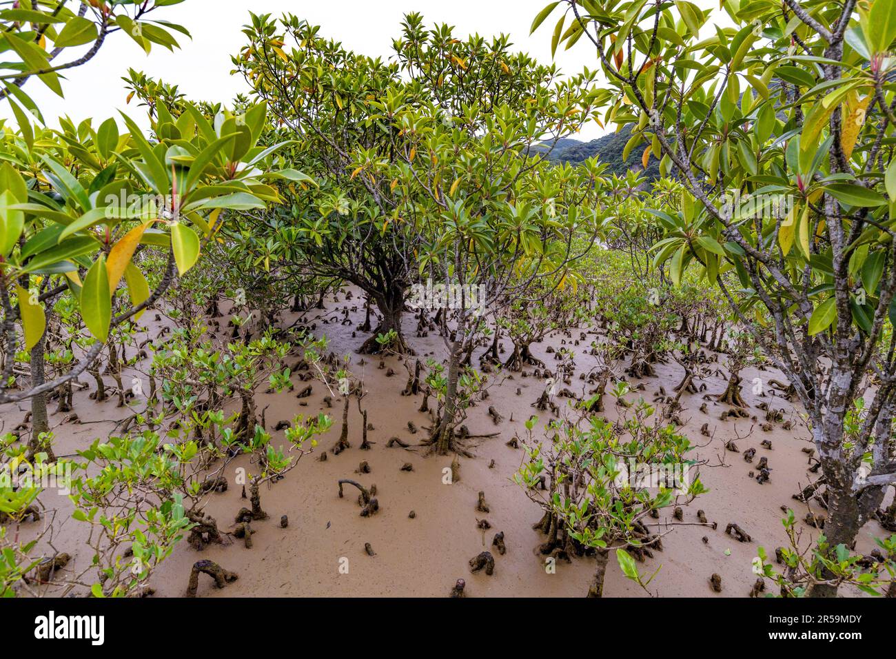 Part of Amami Mangrove Primeval Forest (Amami Island, southern Japan) with two species of mangrove: Kandelia obovata (small) and Large-leafed Orange M Stock Photo