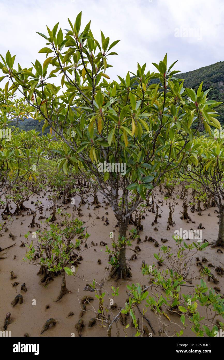 Large-leafed orange mangrove (Bruguiera gymnorhiza) at Amami Mangrove Primeval Forest, Amami Oshima Island, southern Japan. Stock Photo