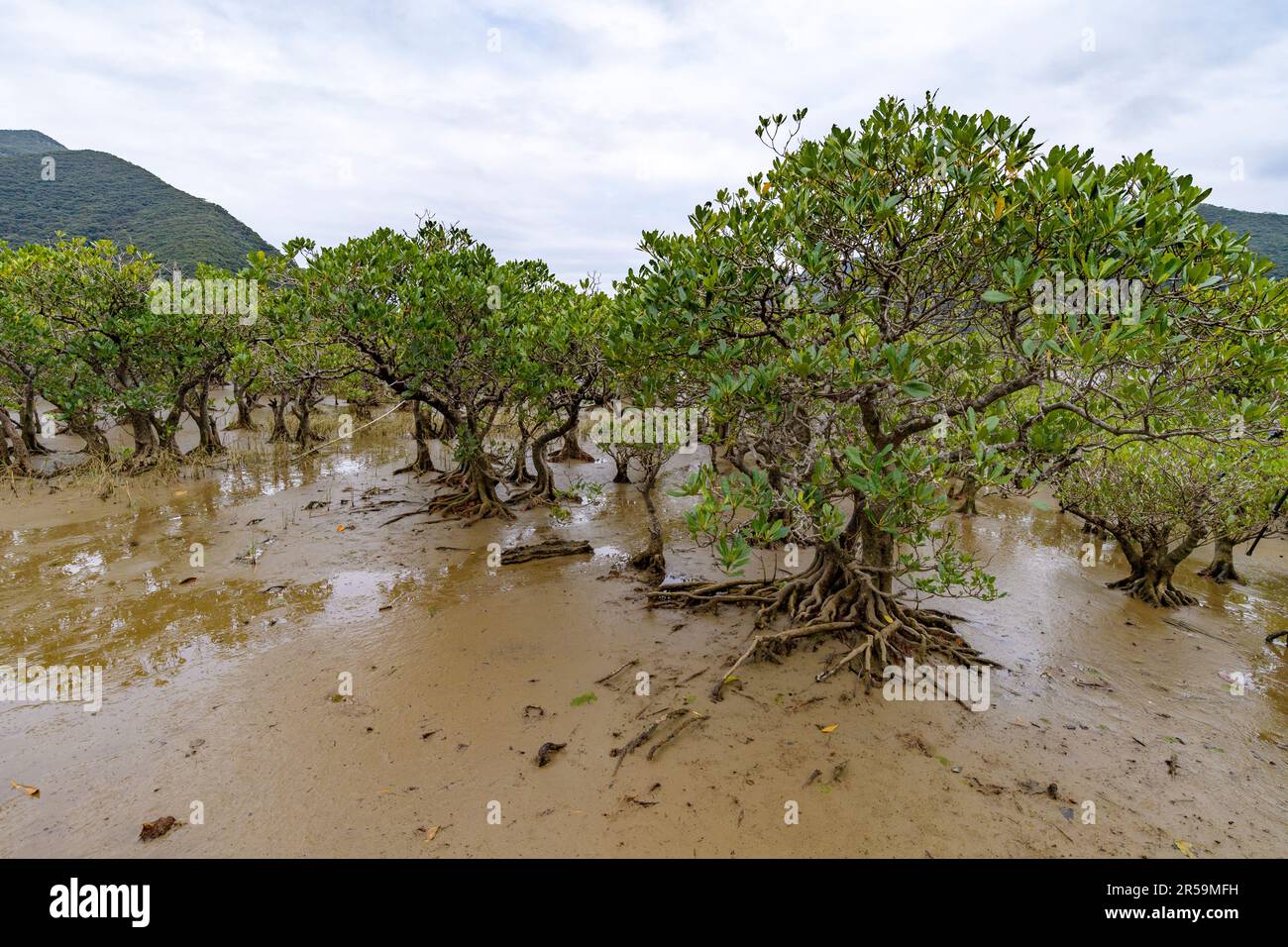 The mangrove species Kandelia obovata growing in mud and brackish water at Amami Mangrove Primeval Forest, Amami Oshima island, southern Japan. Stock Photo