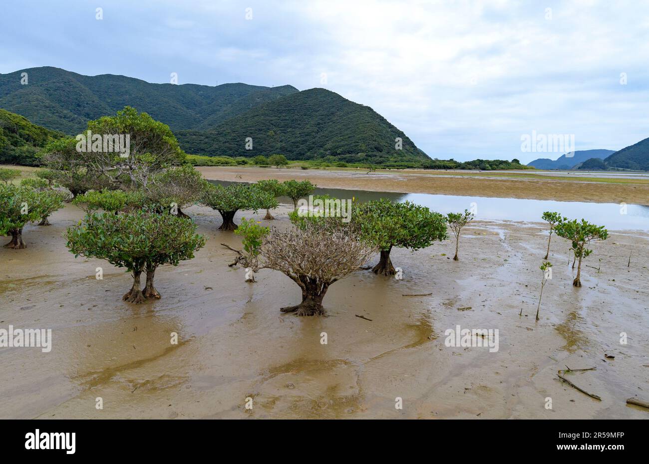 The mangrove species Kandelia obovata growing in mud and brackish water at Amami Mangrove Primeval Forest, Amami Oshima island, southern Japan. Stock Photo