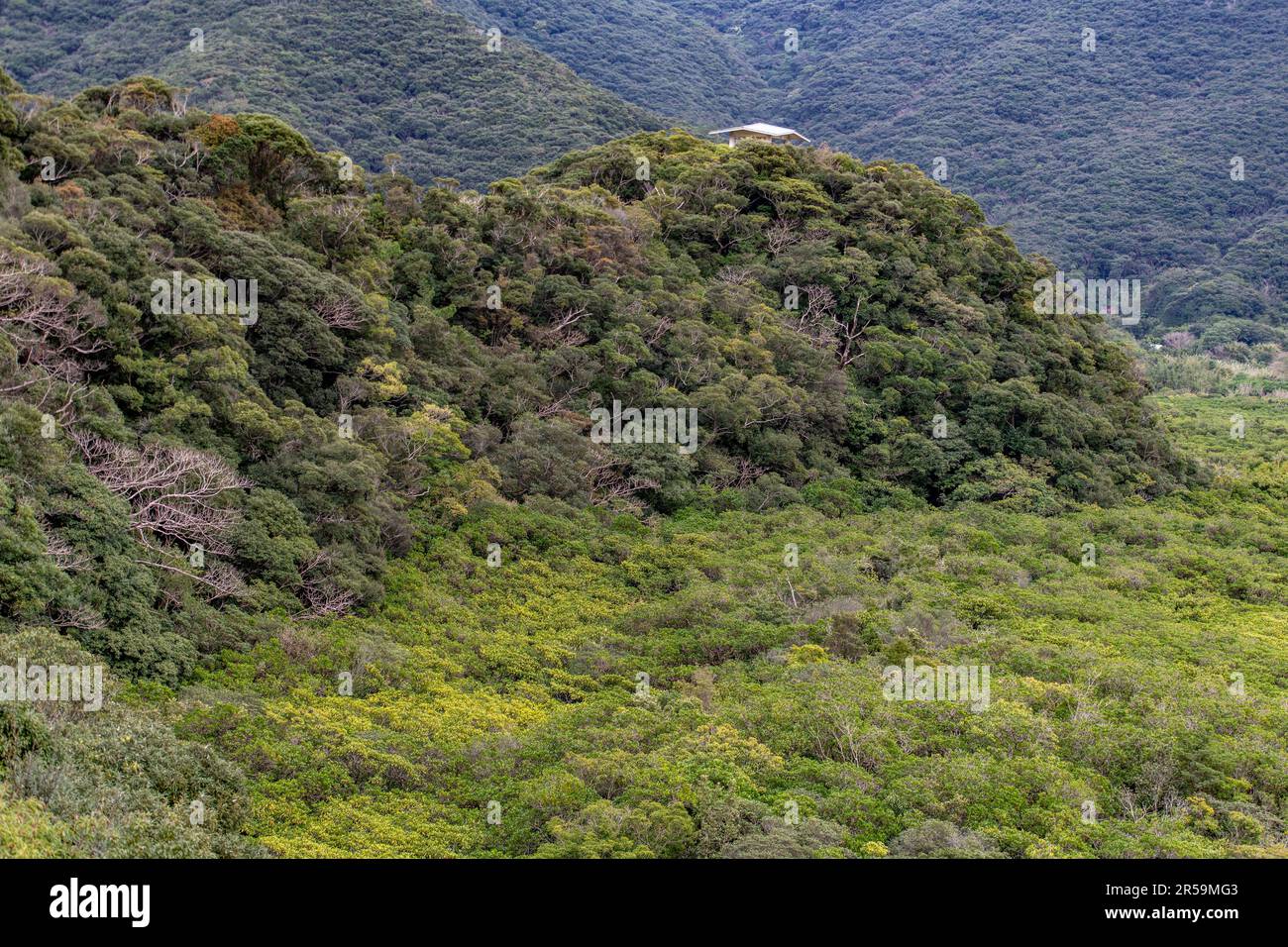 Primary forest and mangrove forest at the UNESCO World Herritage Site 'Mangrove Primeval Forest', Amami Oshima Island, southern Japan. Stock Photo