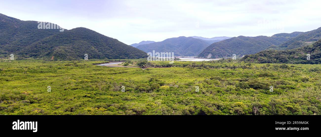 Amami Mangrove Primeval Forest (Amami Islands, southern Japan) is situated where the rivers Sumiyo and Yakugachi meet the ocean. Stock Photo