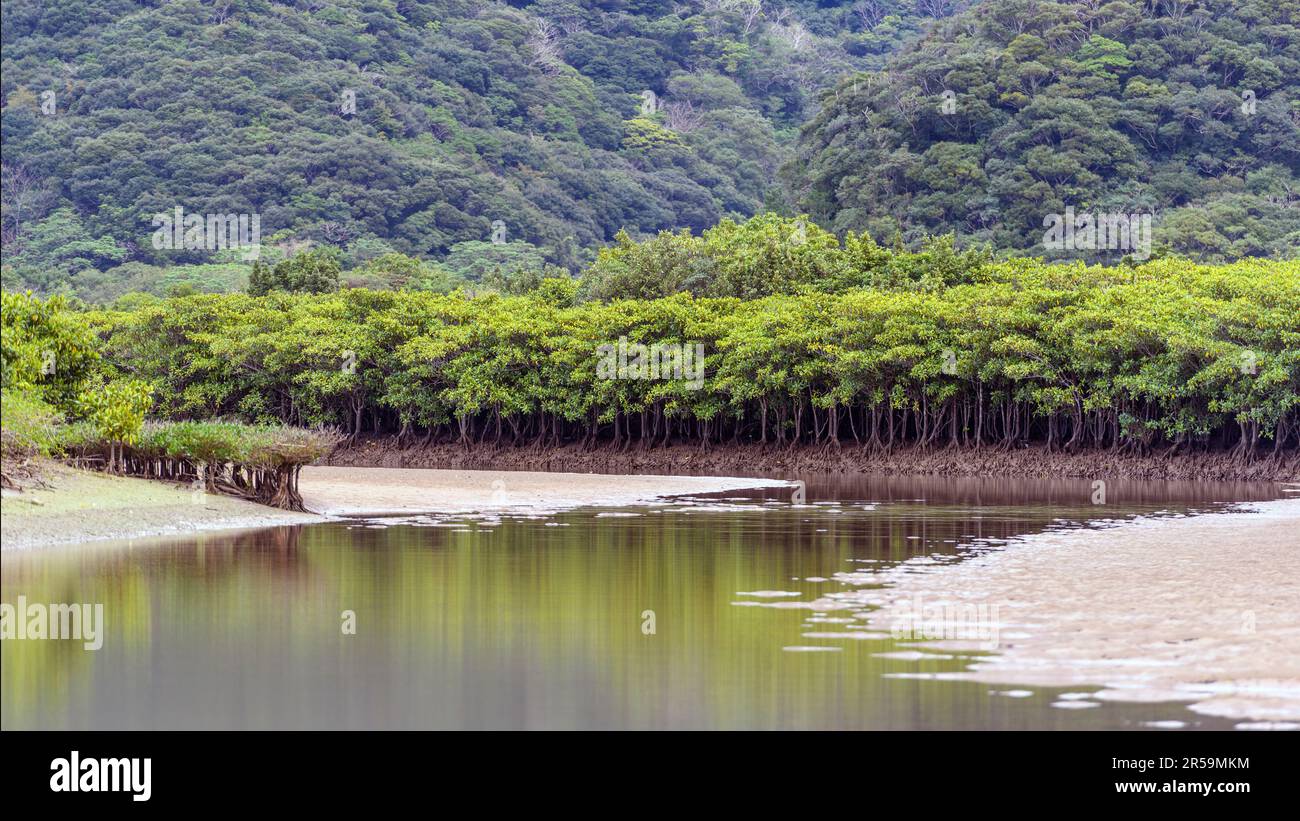 Part of Amami Mangrove Primeval Forest (Amami Island, southern Japan) with two species of mangrove: Kandelia obovata (small at the left) and Large-lea Stock Photo