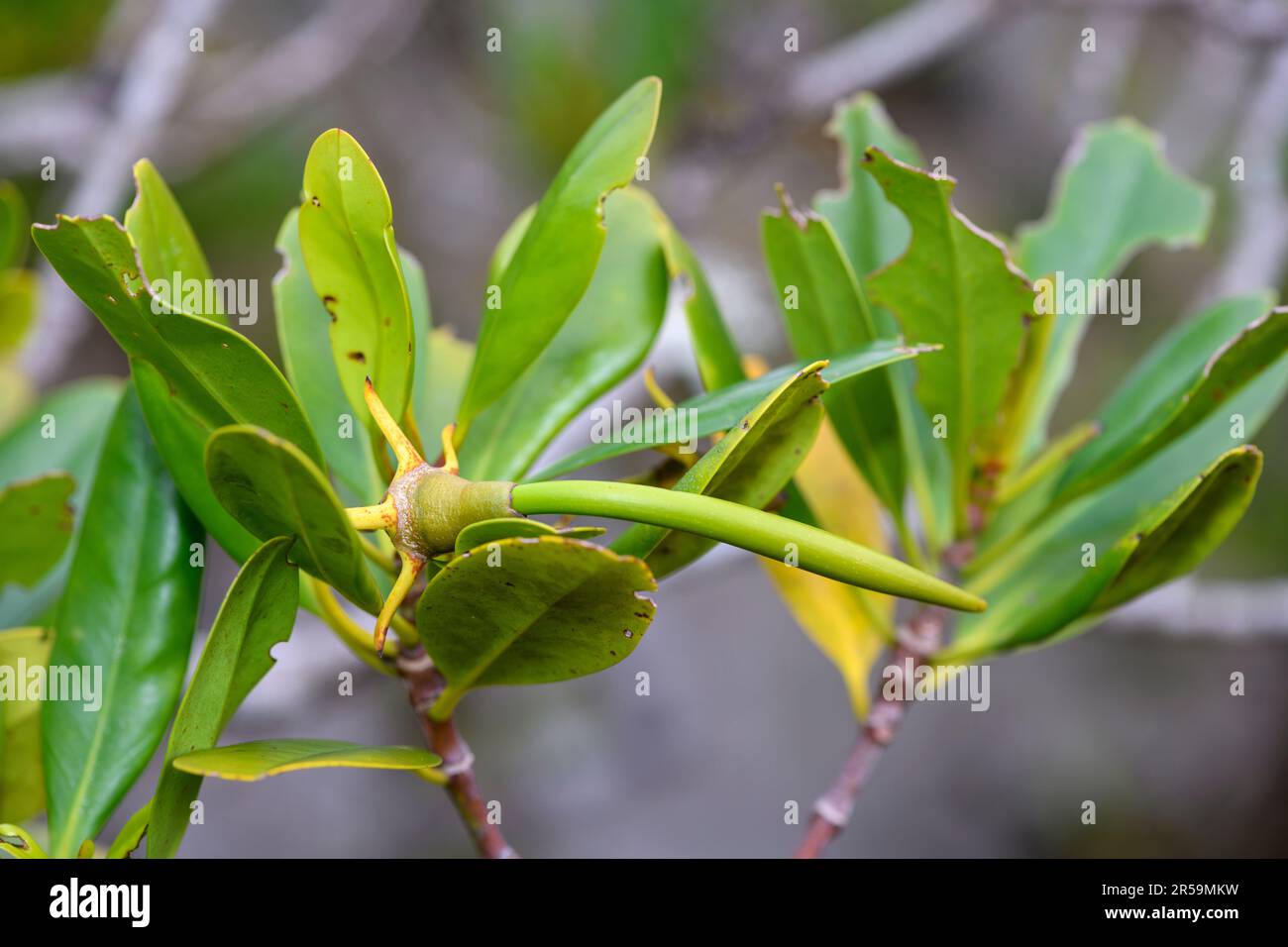 Developing seed of the mangrove species Kandelia obovata growing at Amami Mangrove Primeval Forest, Amami Oshima island, southern Japan. Stock Photo