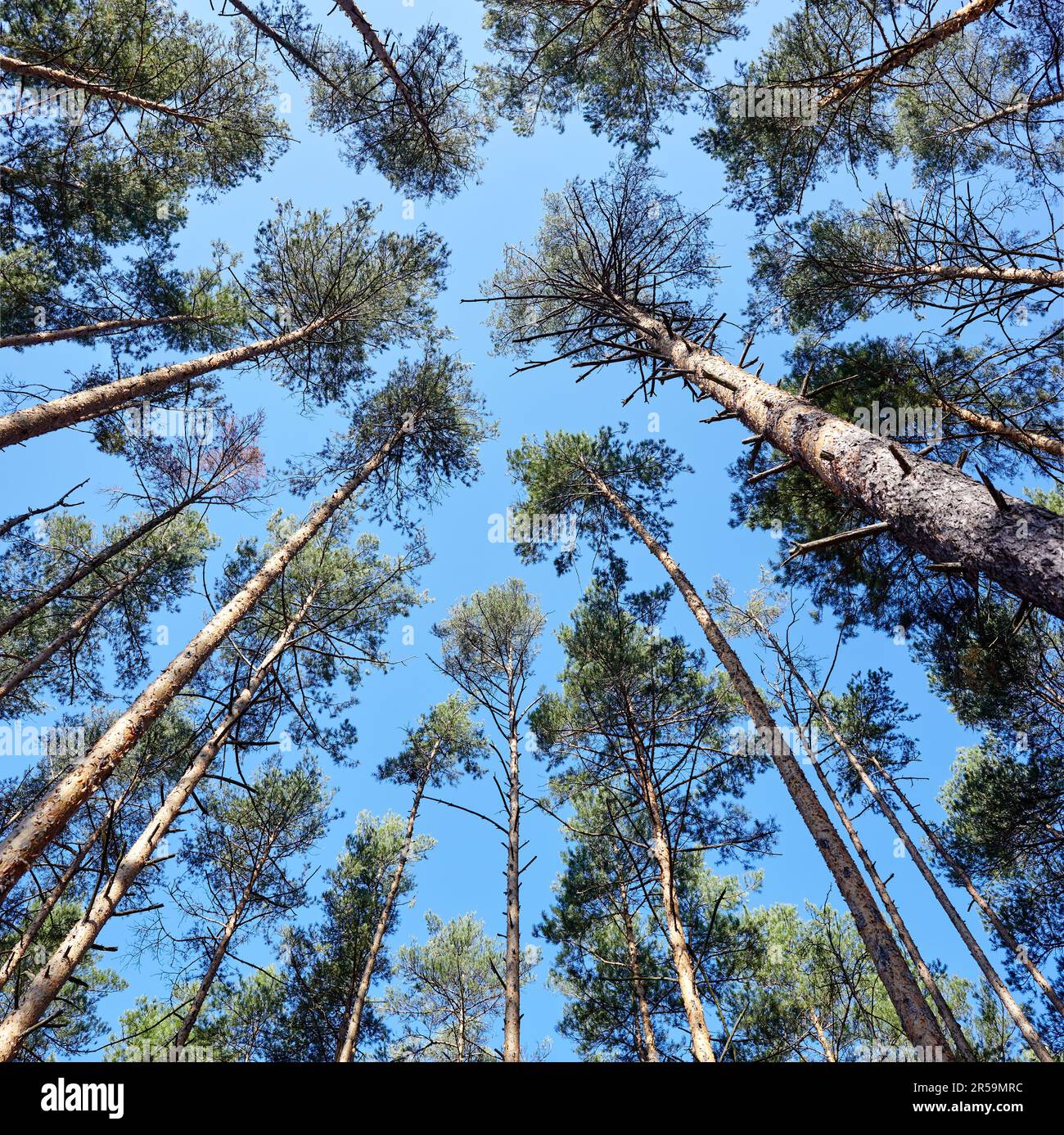 Bottom view of tall old trees in evergreen forest. Blue sky in the background. Low angle view of trees in the forest, natural background Stock Photo