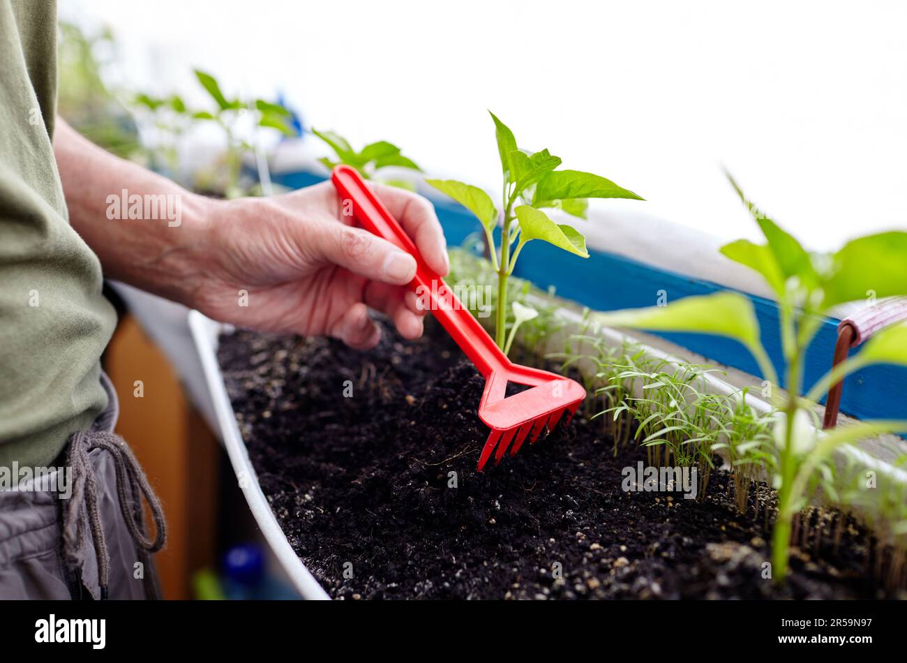 Man gardening in home greenhouse. Men's hands hold rake and take care ...