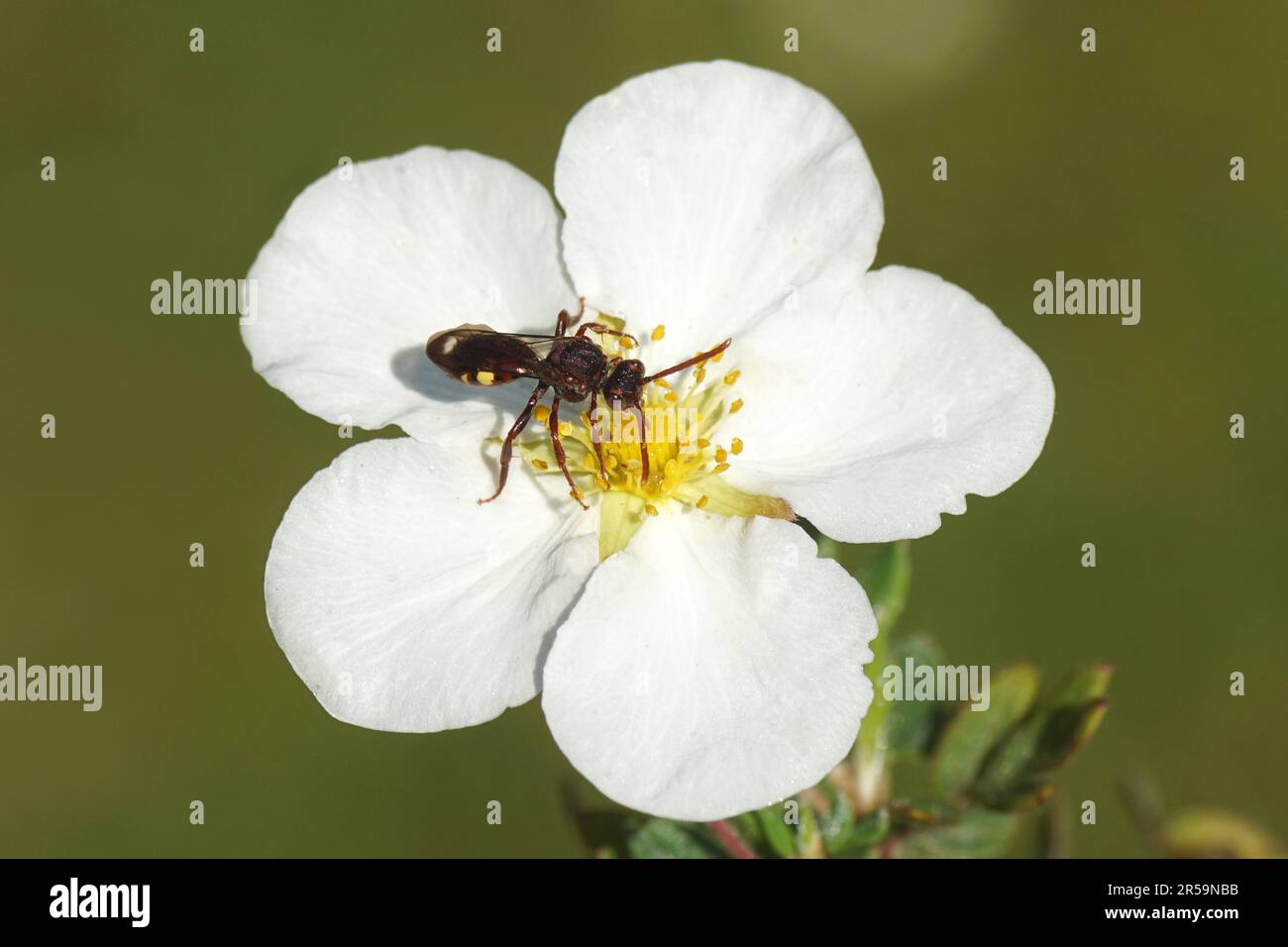 Cuckoo bee Nomada, family Apidae. Similar species: N. panzeri, N. ruficornis, N. flava, N. striata, N. villosa. White flower of shrubby cinquefoil Stock Photo
