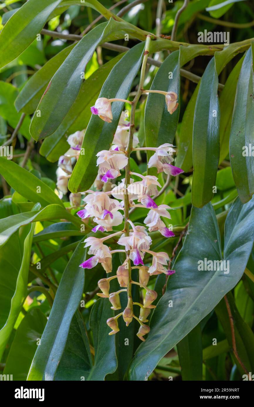 Closeup view of cluster of white and purple pink flowers and buds of epiphytic orchid species aerides falcata blooming in spring in tropical garden Stock Photo