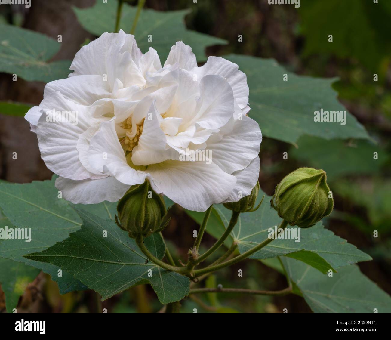 Closeup view of bright white hibiscus mutabilis flower and bud aka Confederate rose or Dixie rosemallow isolated in outdoors tropical garden Stock Photo