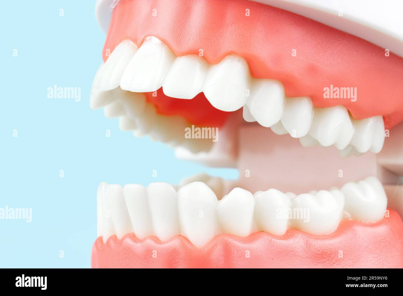Model of human teeth, Full Denture, Dental plate. Teeth orthodontic