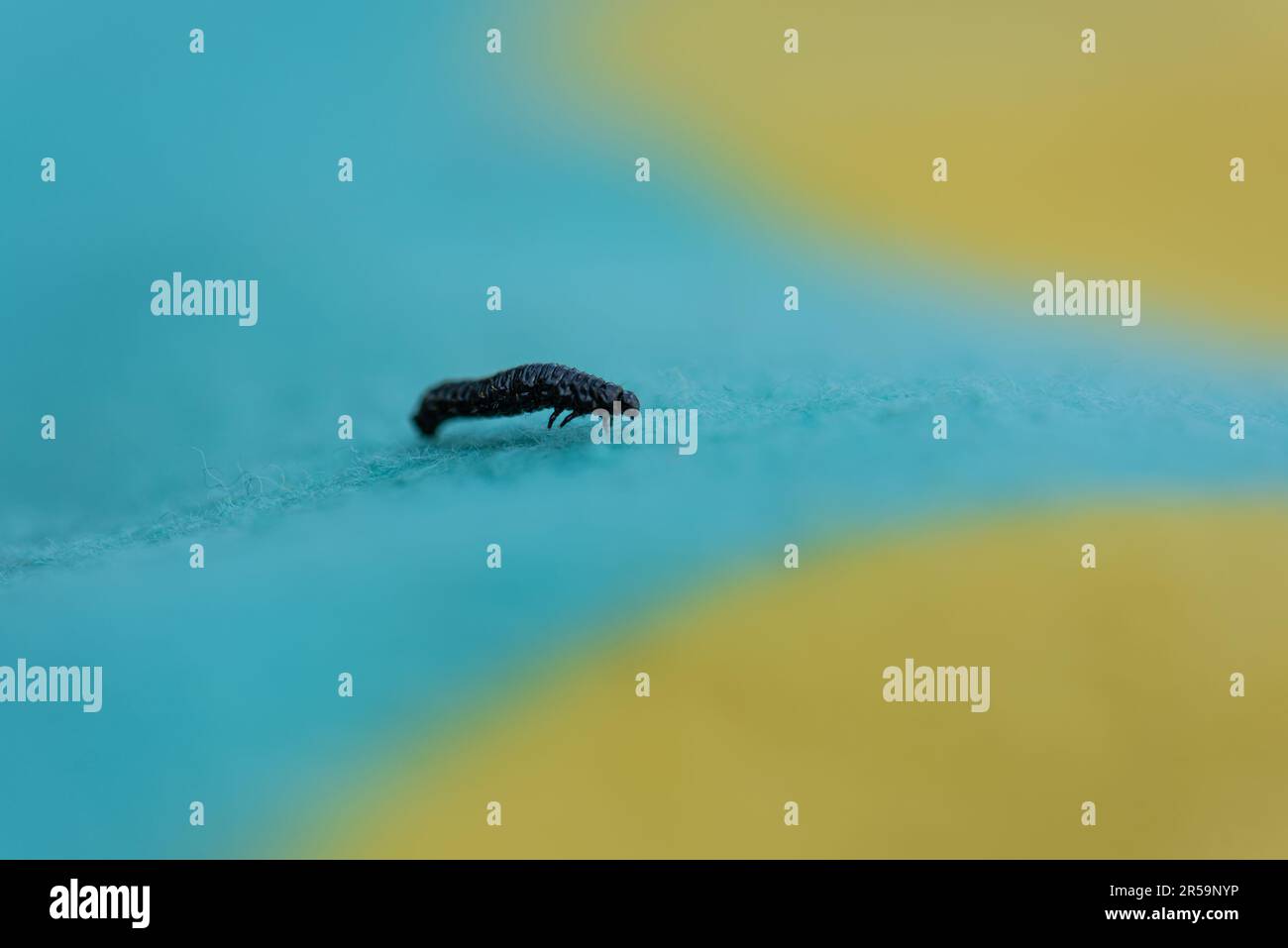 Small black larvae crawling along a blue and yellow carpet Stock Photo