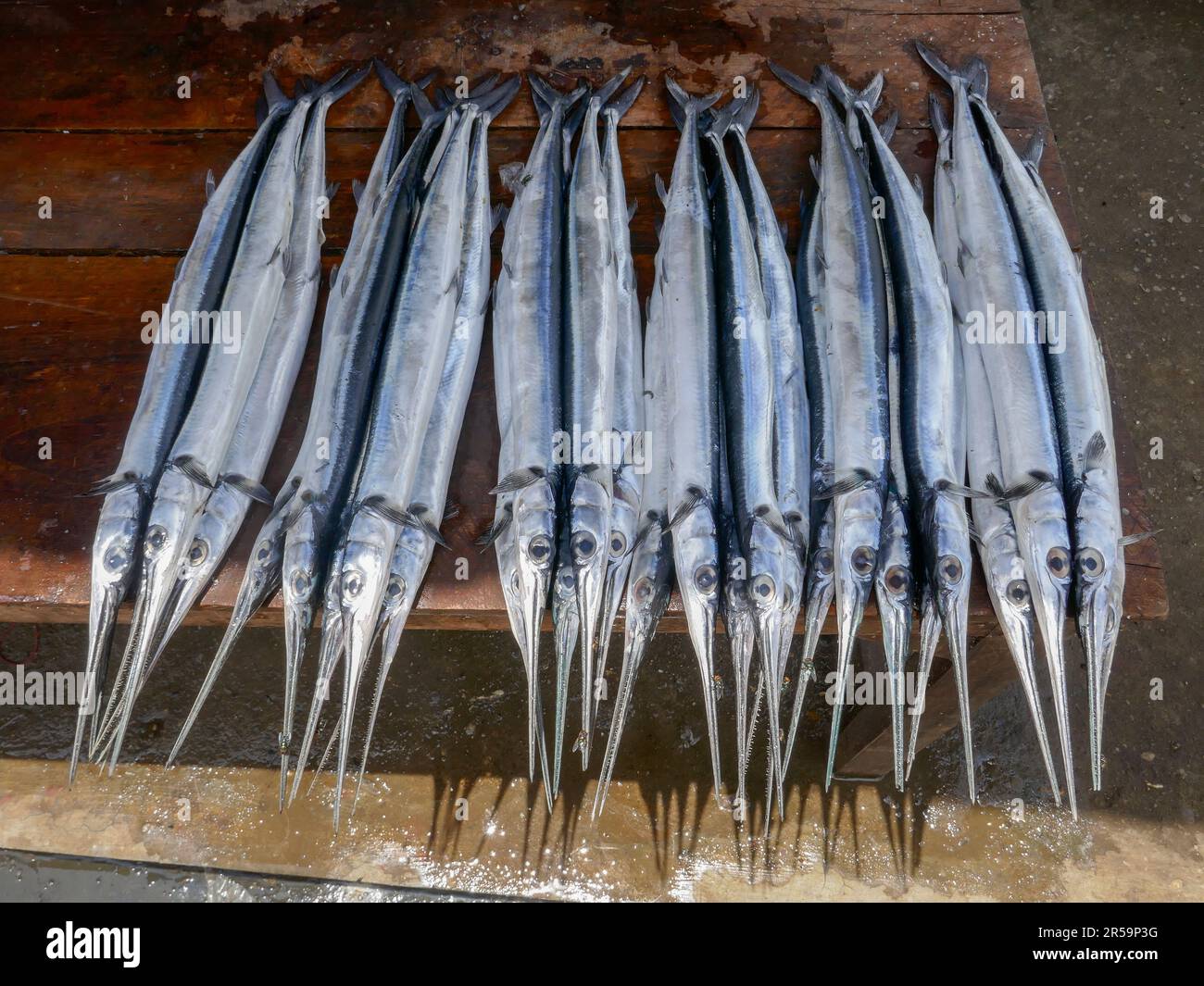 Closeup view of fresh silver needle fish for sale in Waikabubak market, Sumba island, East Nusa Tenggara, Indonesia Stock Photo