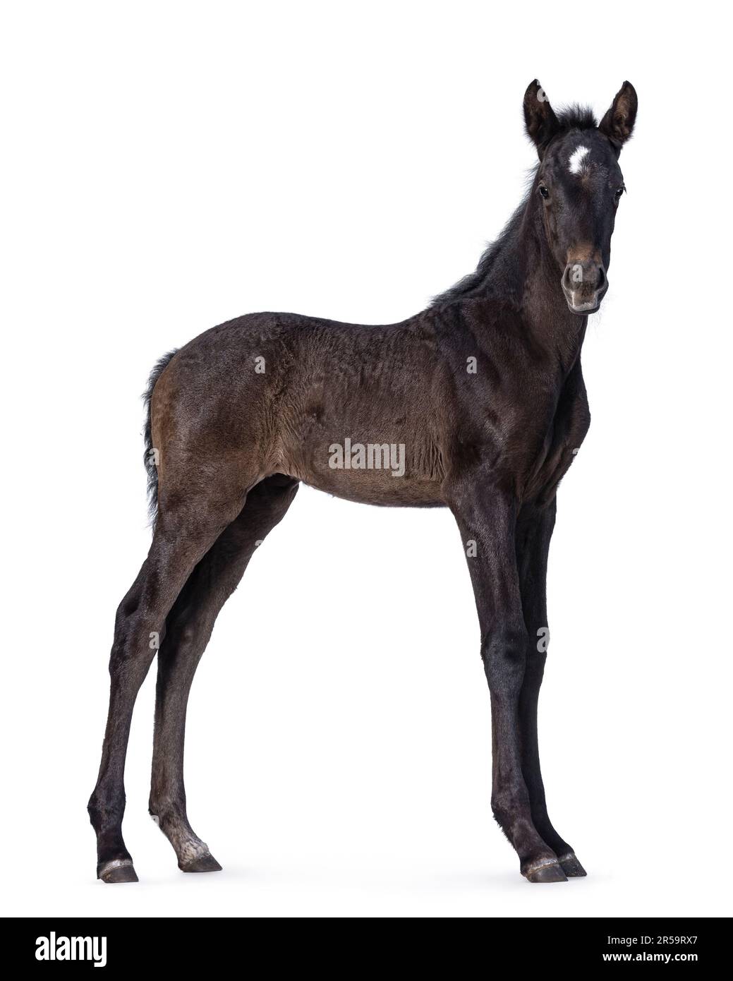 1 Month old dark brown Andalusian horse aka pura raza espanola, standing side ways. Looking towards camera. Isolated on a white background. Stock Photo