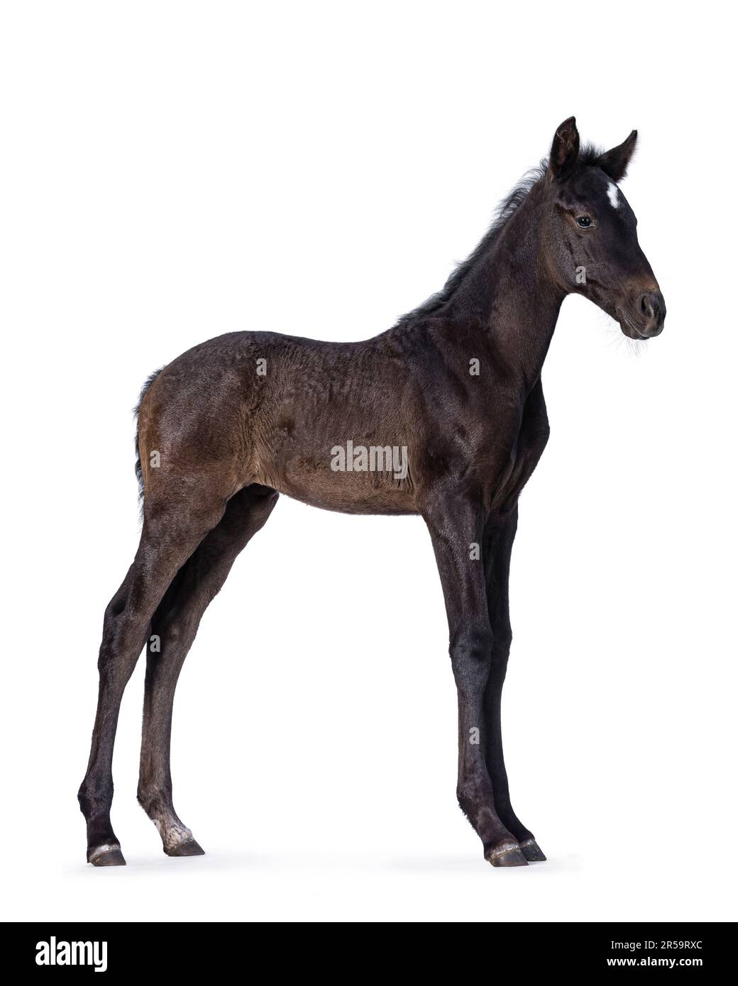 1 Month old dark brown Andalusian horse aka pura raza espanola, standing side ways. Looking side ways. Isolated on a white background. Stock Photo