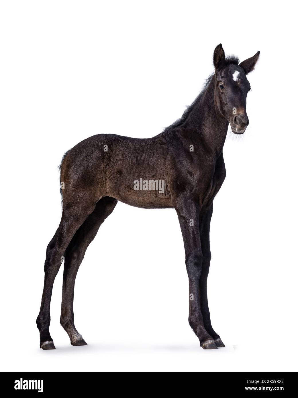 1 Month old dark brown Andalusian horse aka pura raza espanola, standing side ways. Looking towards camera. Isolated on a white background. Stock Photo