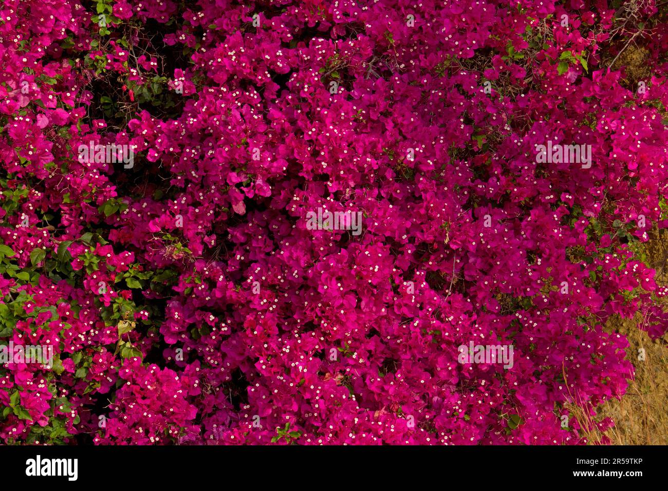 Lush blooming pink Bougainvillea Stock Photo