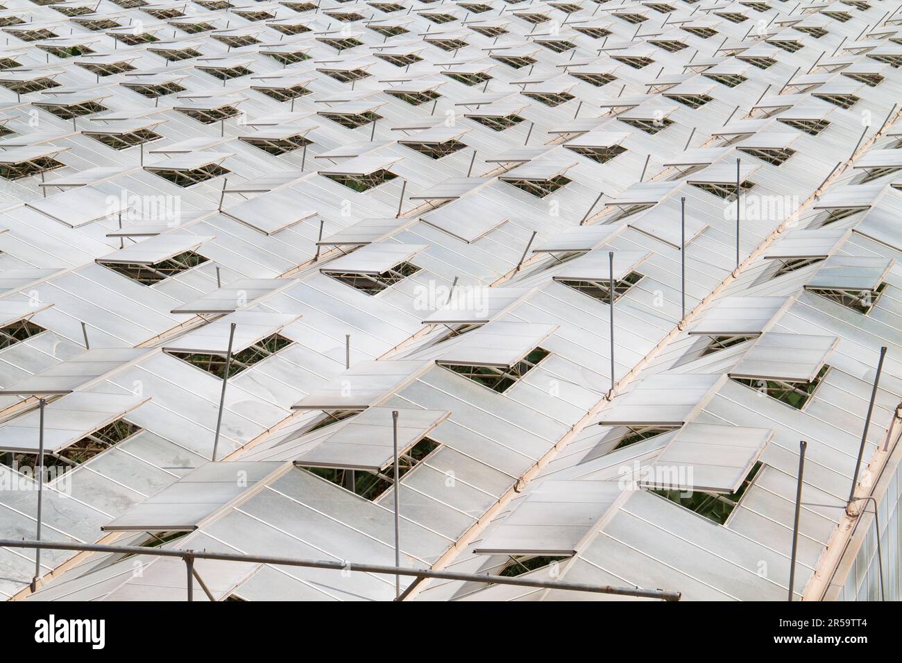 Top view of the roofs of greenhouses with open ventilation windows Stock Photo