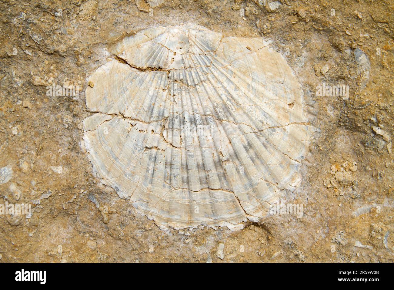 Fossil bivalve shell in limestone rock Stock Photo Alamy
