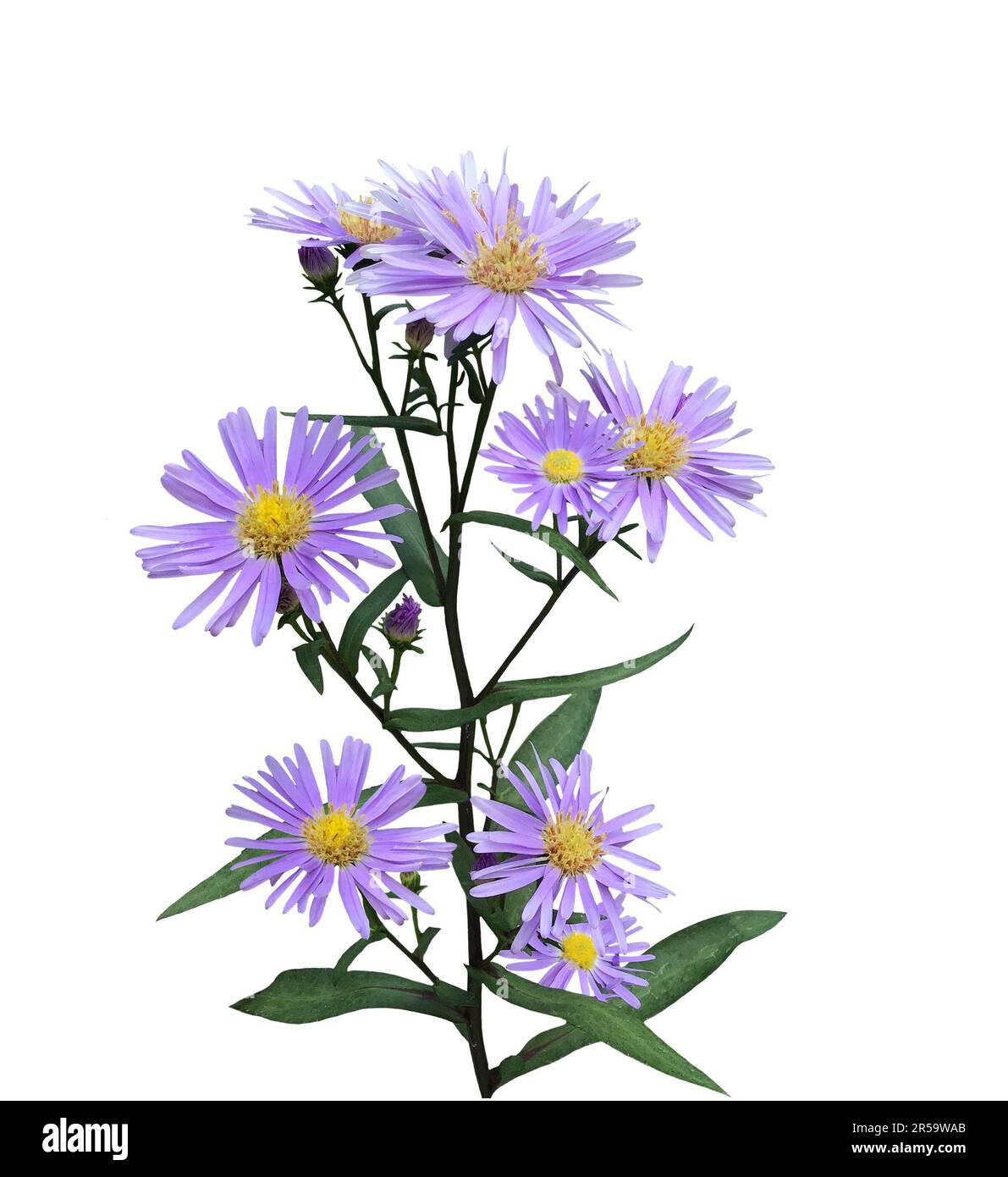 Lovely Aster 'Woods Blue', isolated on white background. Stock Photo