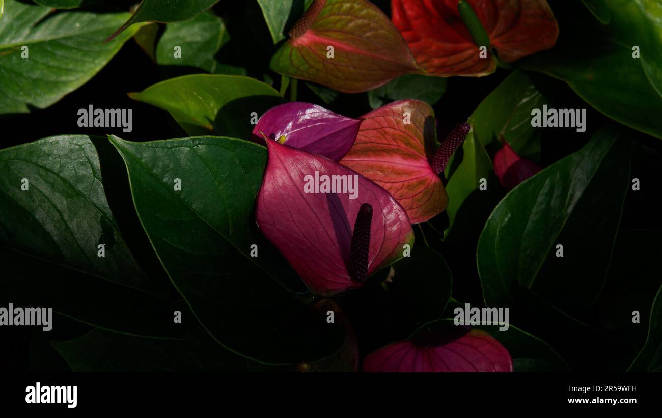Pink Anthurium, Painted Tongue. The waxy heart-shaped flower is really a spathe or leaf which grows from the base of spadix or real flower. Stock Photo