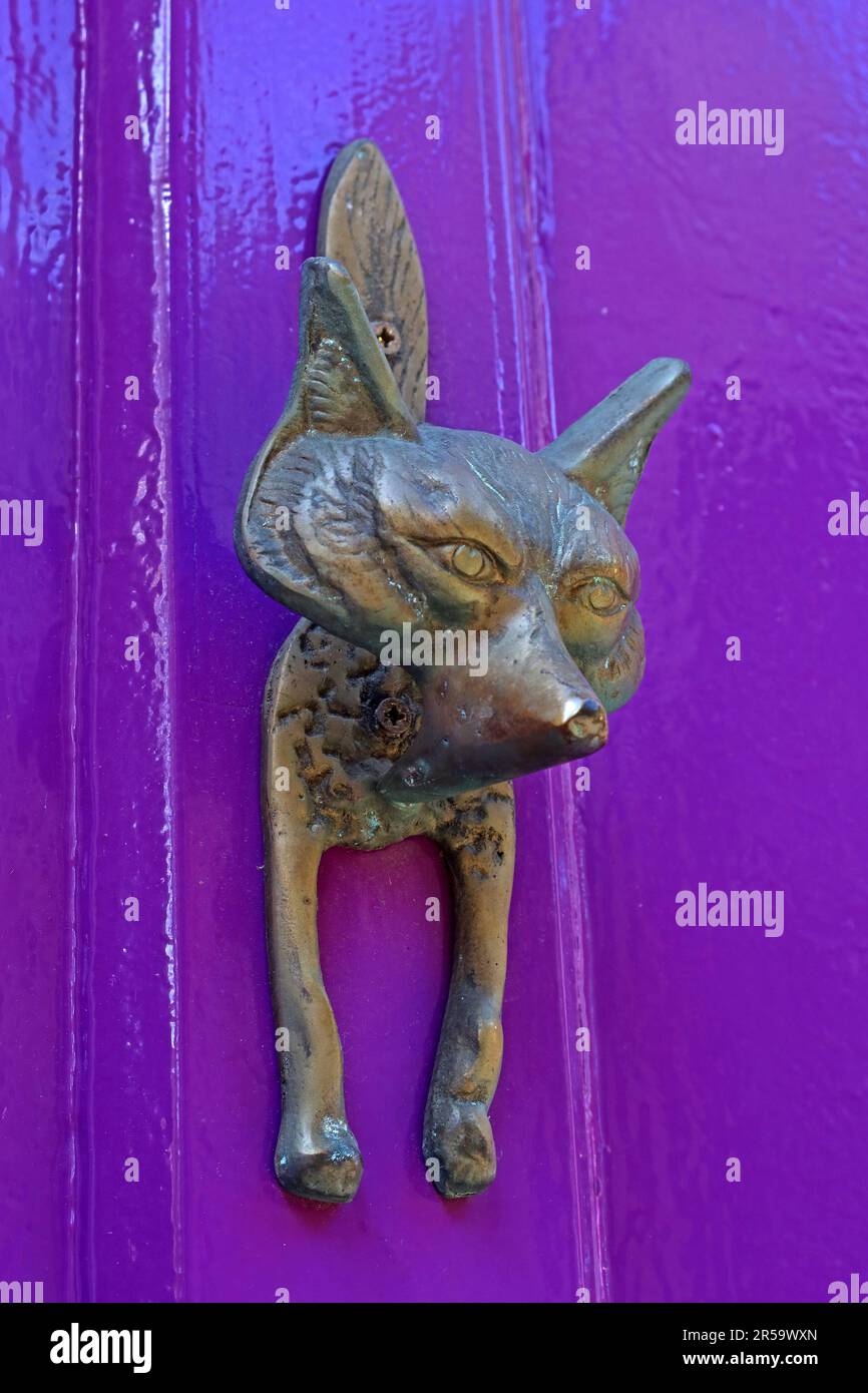 Brass fox door knocker mounted on a vividly painted purple door in York, highlighting decorative door furniture and historic urban character, York Stock Photo