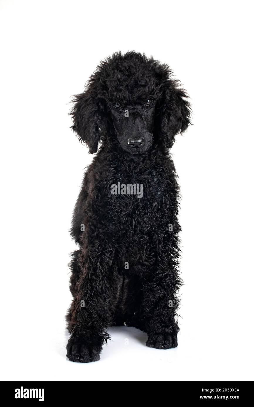 puppy standard black poodle in front of white background Stock Photo