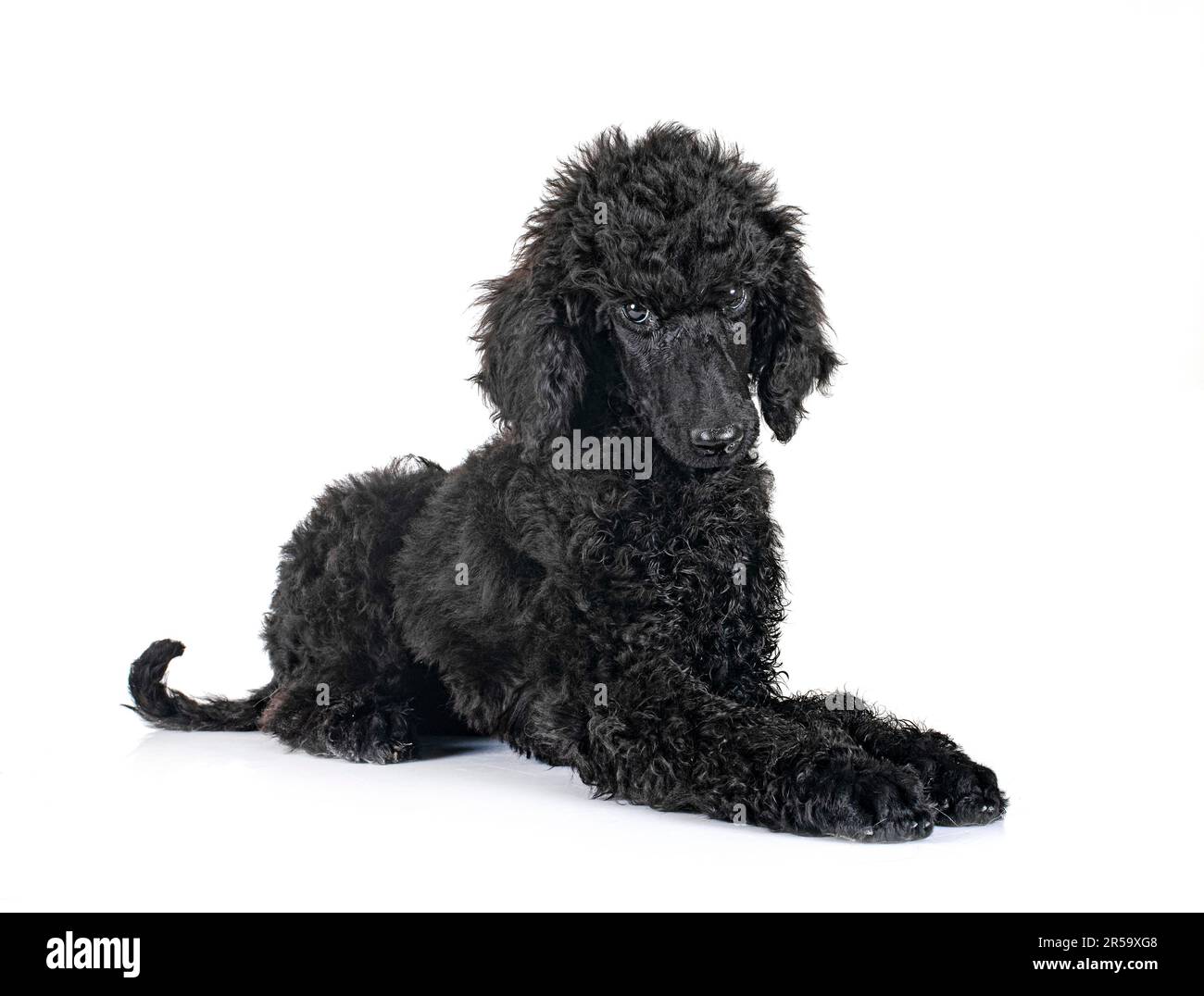 puppy standard black poodle in front of white background Stock Photo