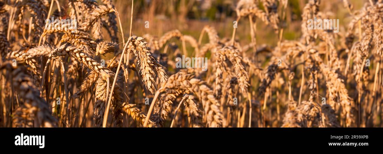 Close up of wheat ears in a field ready for harvest, panoramic agriculture summer web banner Stock Photo