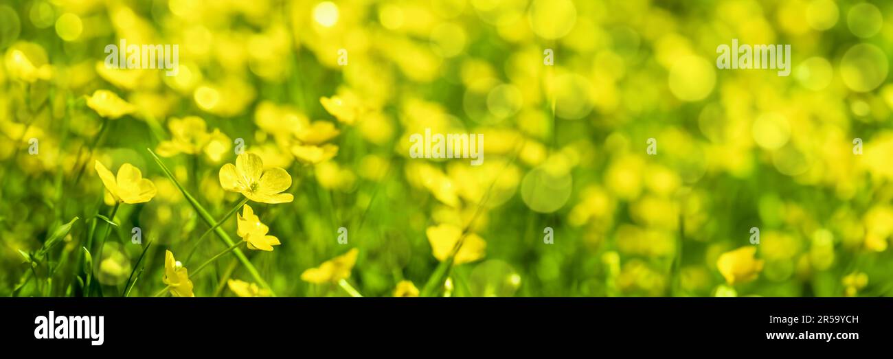 Field of yellow buttercup flowers, panoramic  summer nature header Stock Photo