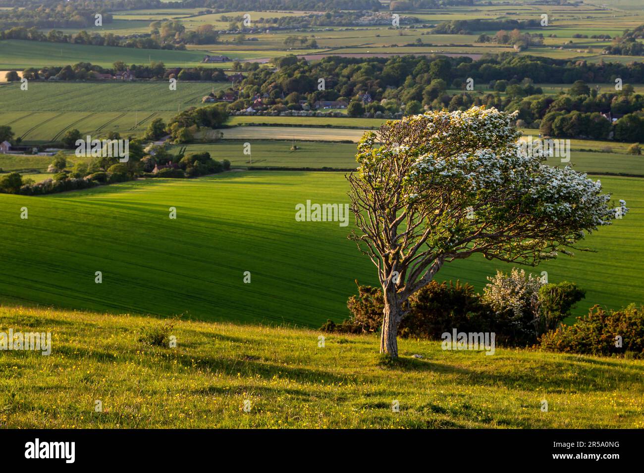 A windswept blossoming hawthorn tree on Firle Beacon in the South Downs, on a sunny spring evening Stock Photo